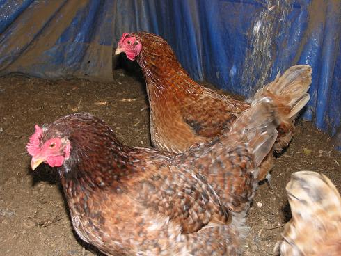 Red Dominique Hens