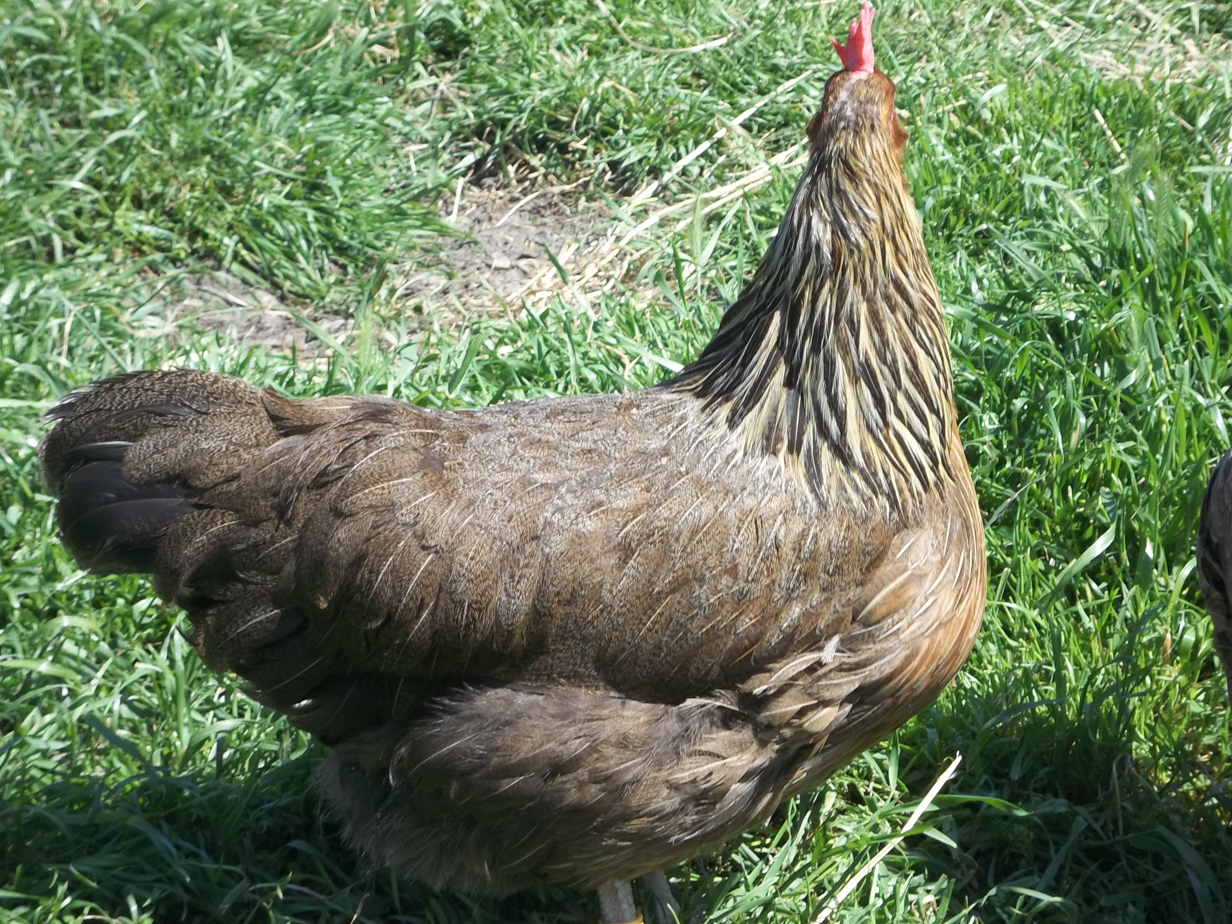 Red Dorking Hen