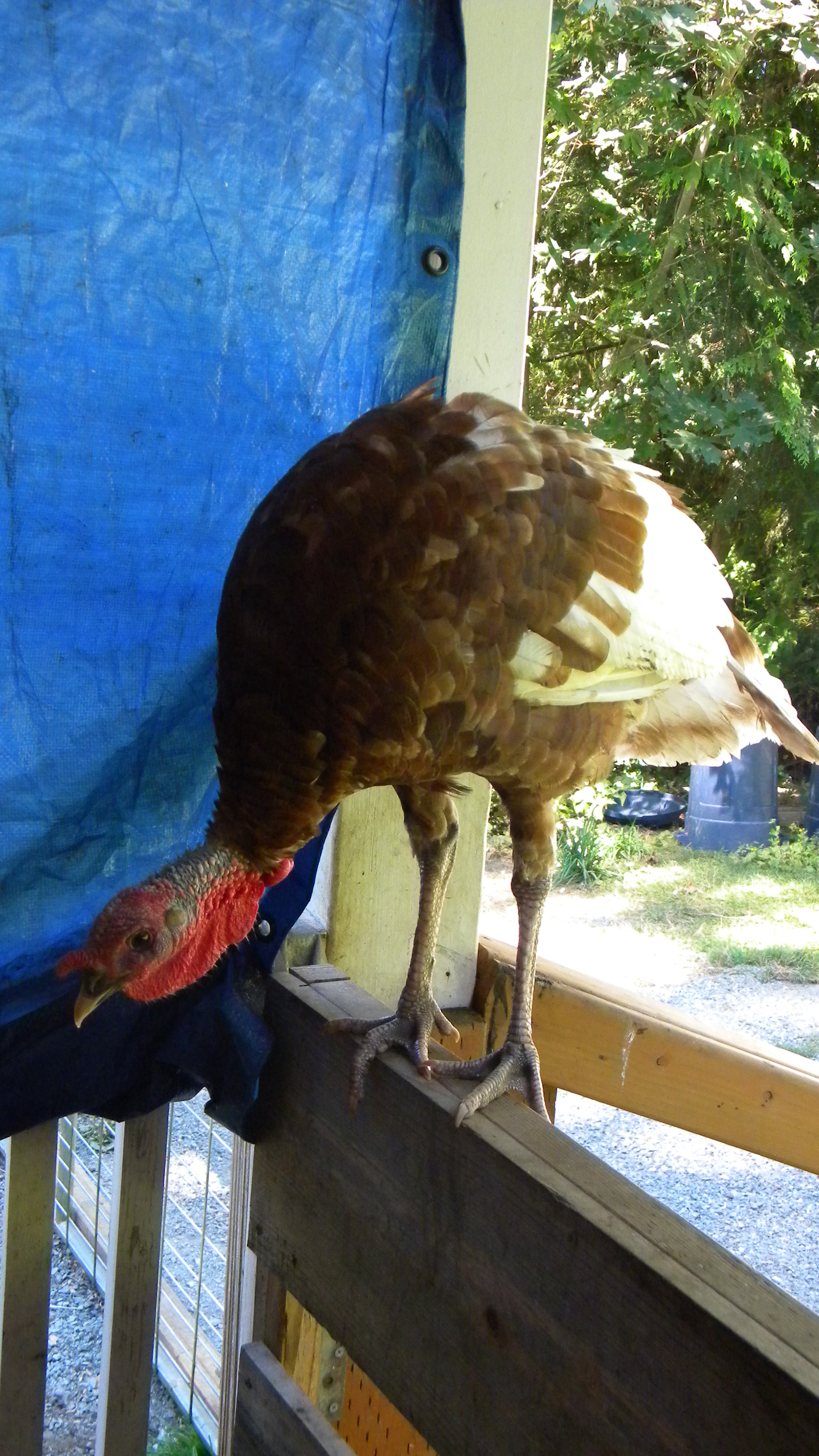 "red" dressed out at 22 lbs...very nice size we will raise more of these smaller turkey's as they are more to our family size