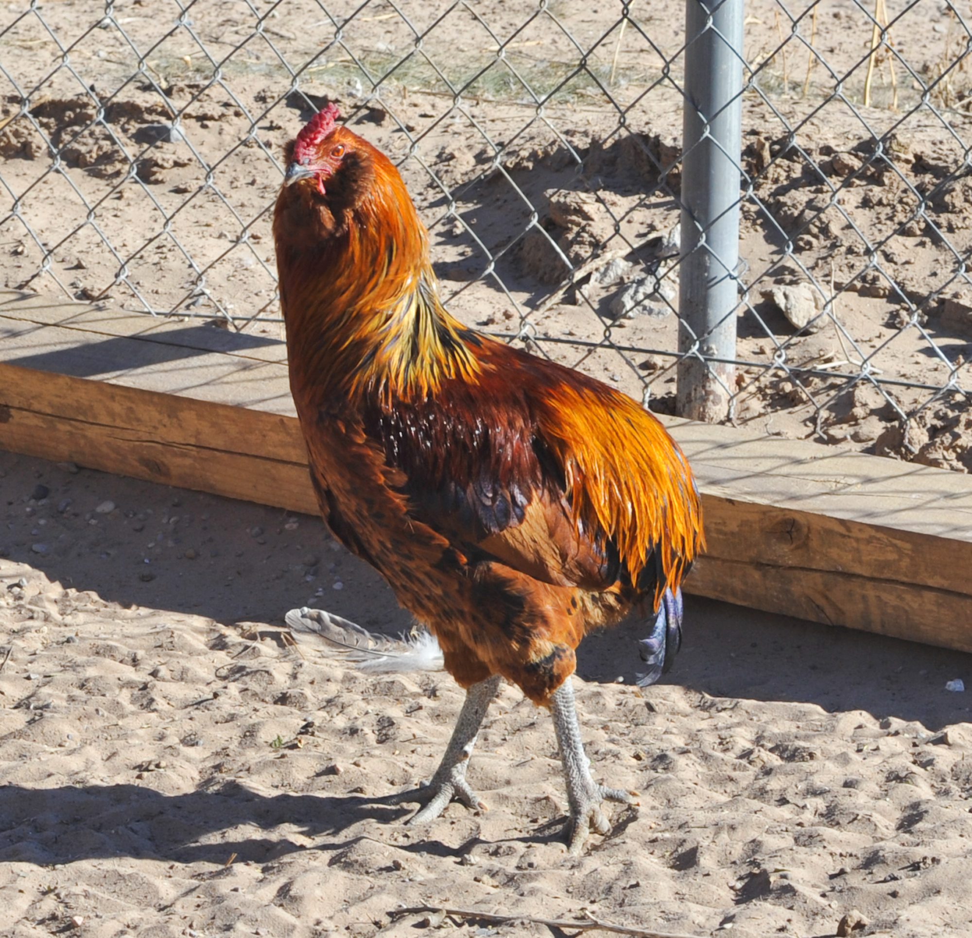 Red EE cockerel that "looks" like the original but isn't. This is hatchery stock from Ideal.