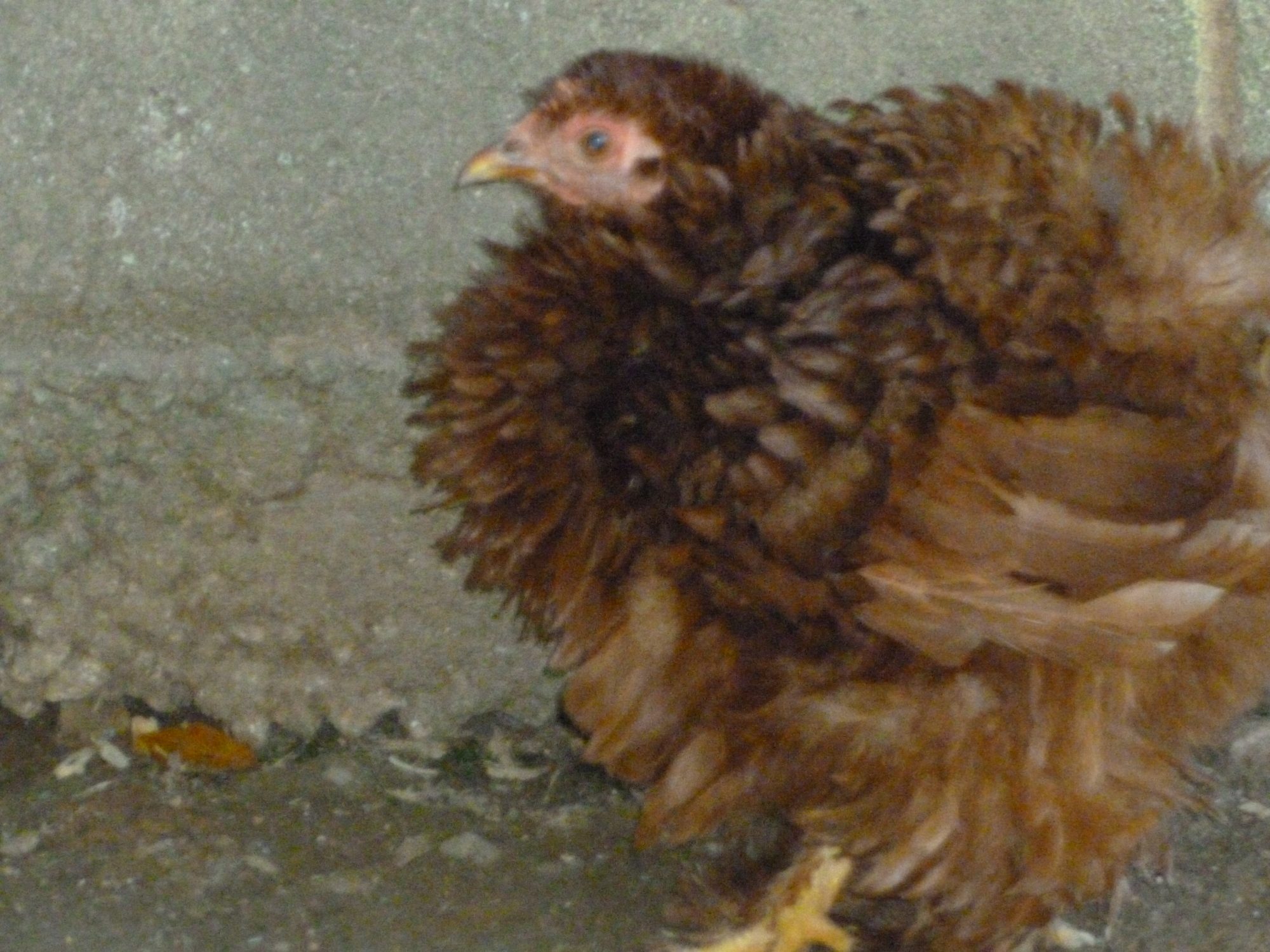 Red Frizzle cochin bantam hen