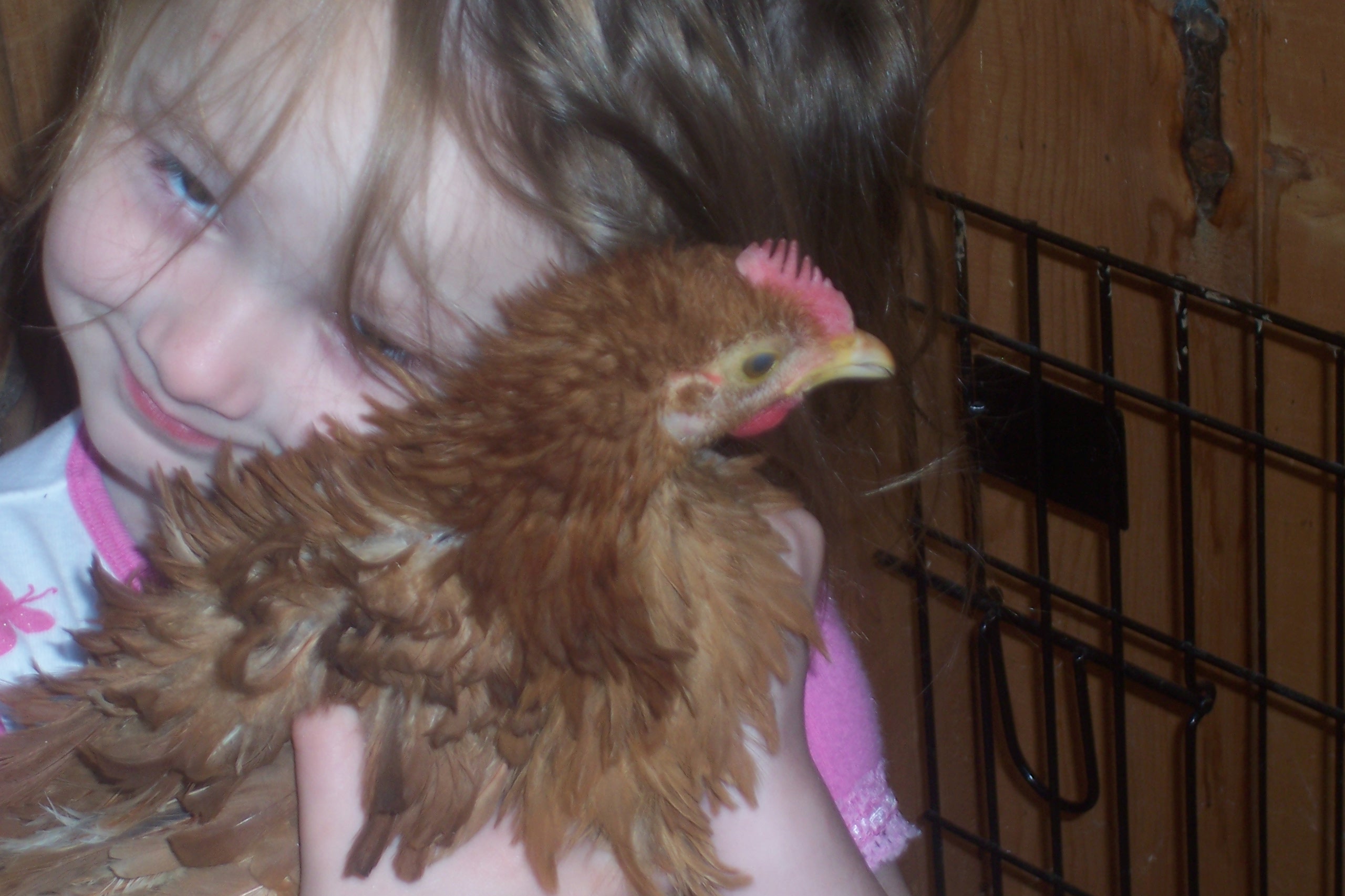 Red Frizzle Cochin Named: Nick