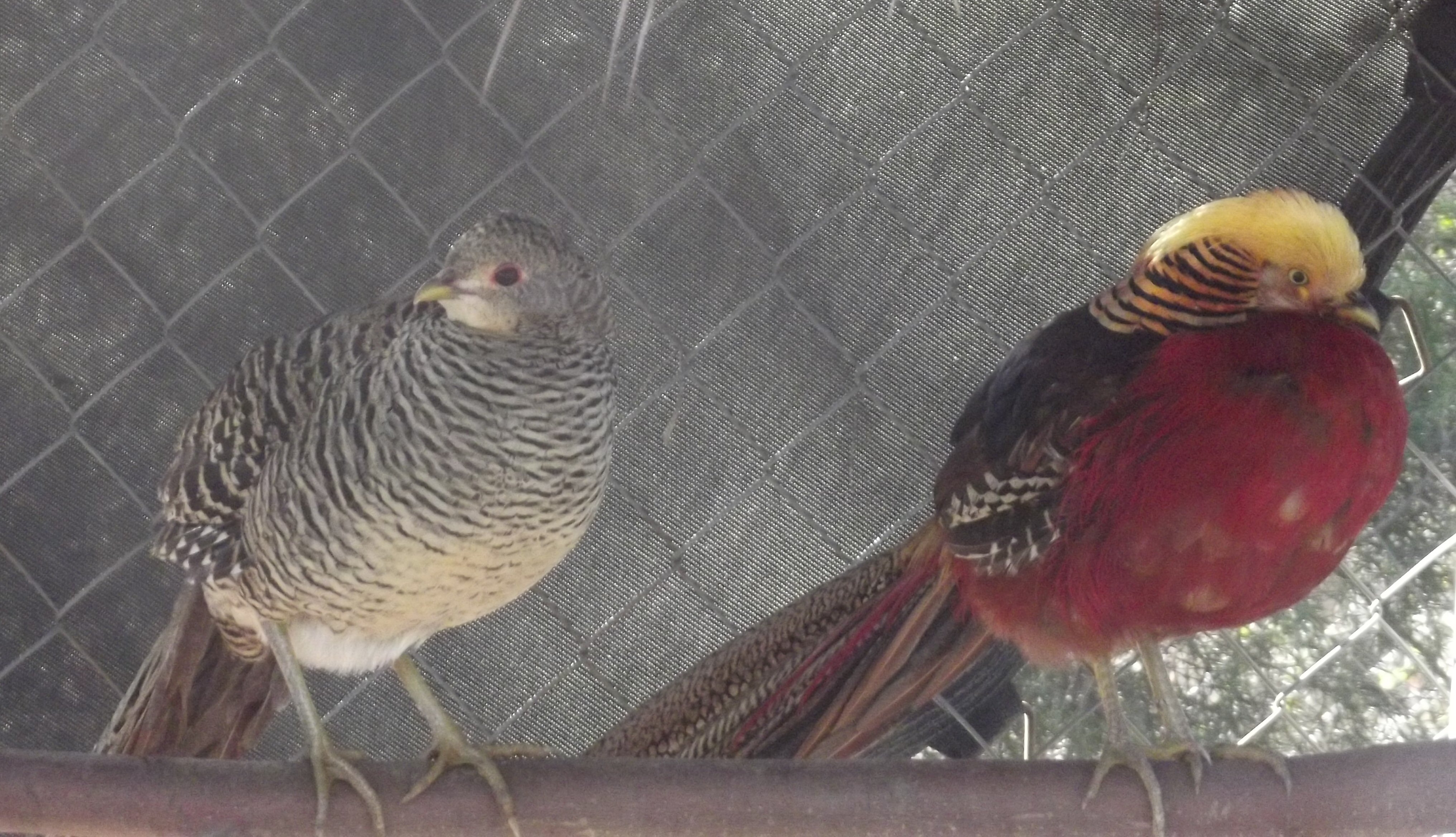 Red Gold Pheasant Pair.