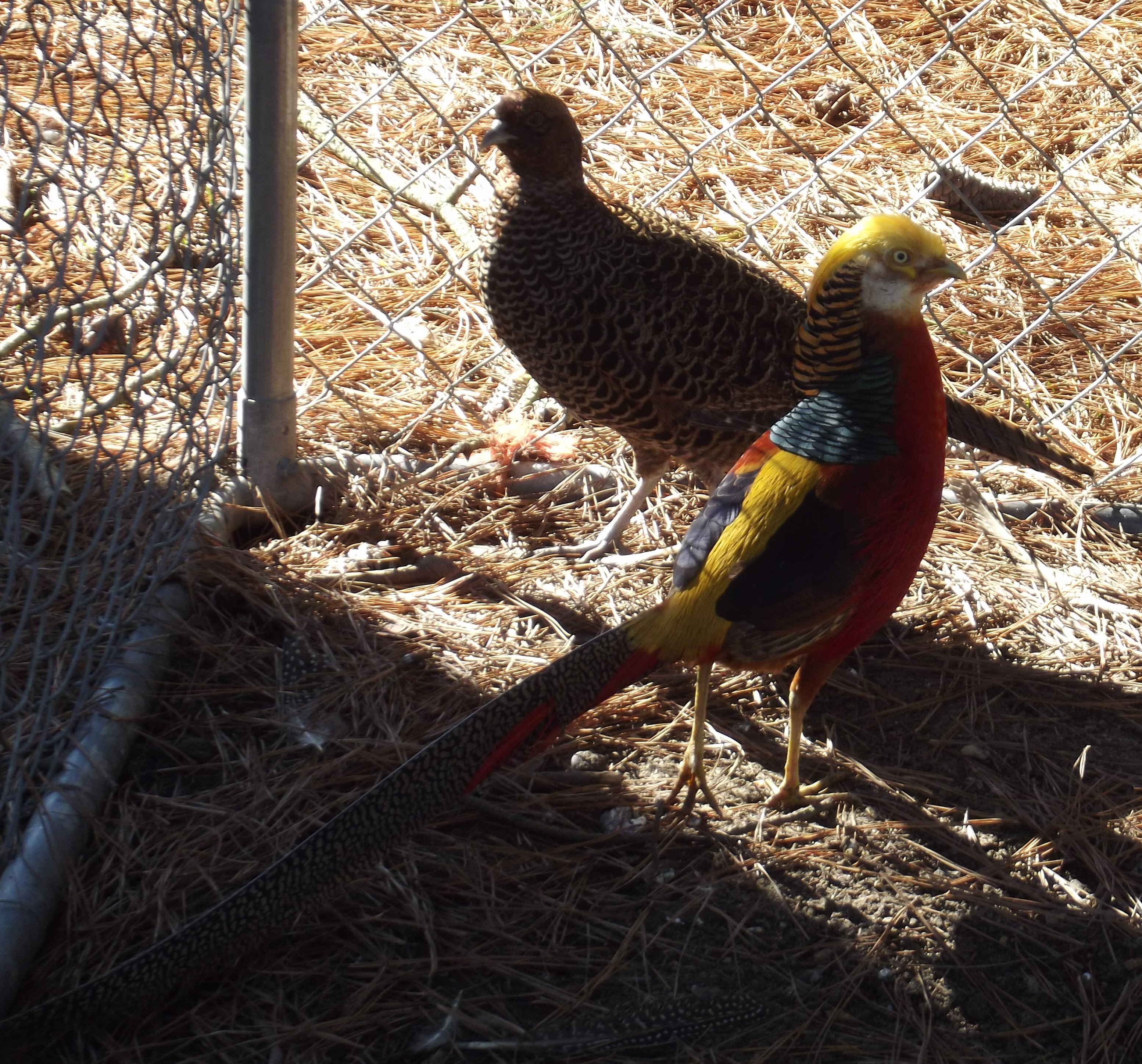 Red Gold Pheasant Pair.