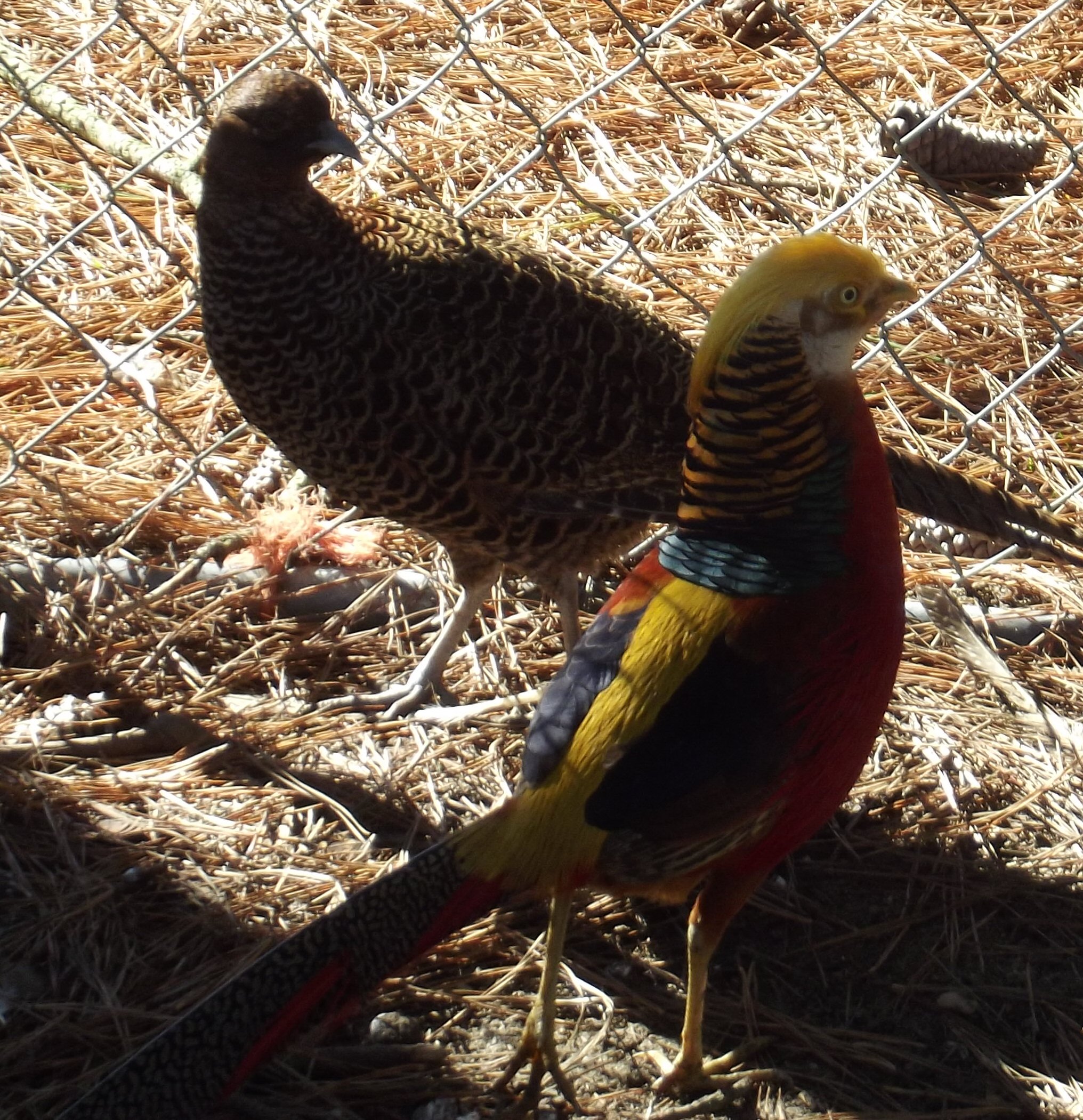 Red Gold Pheasants.