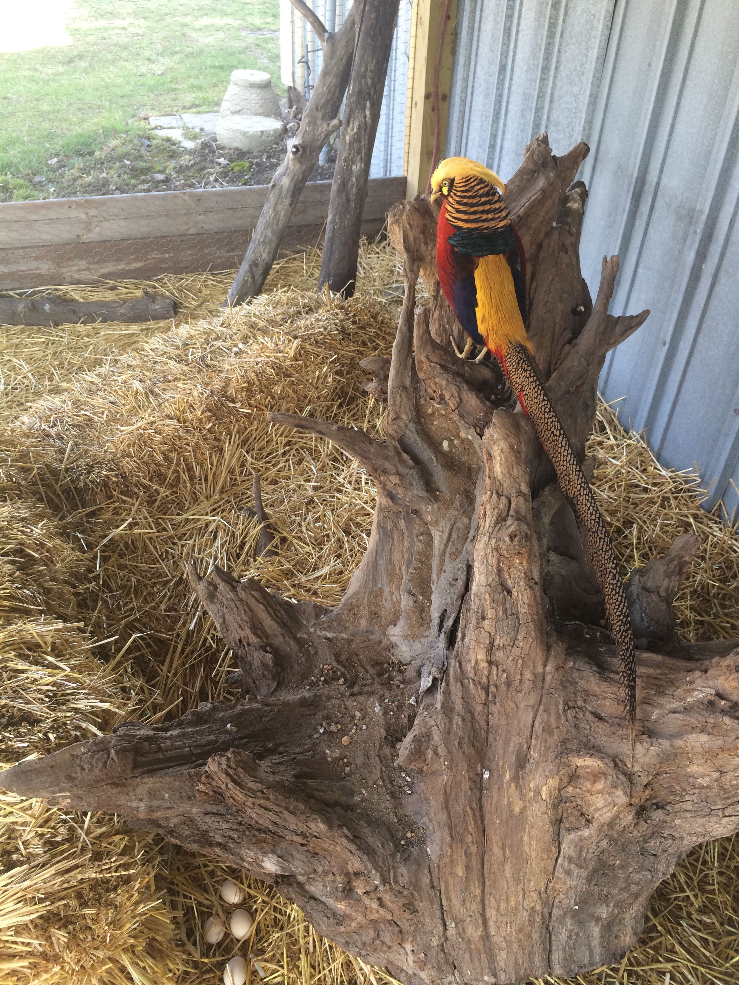 Red Golden Pheasant Adult Male