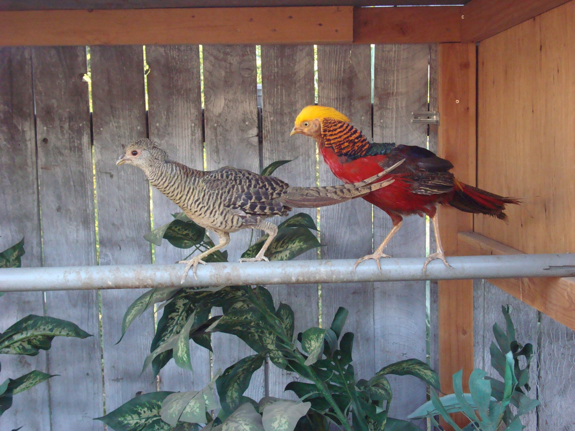 Red Golden Pheasant