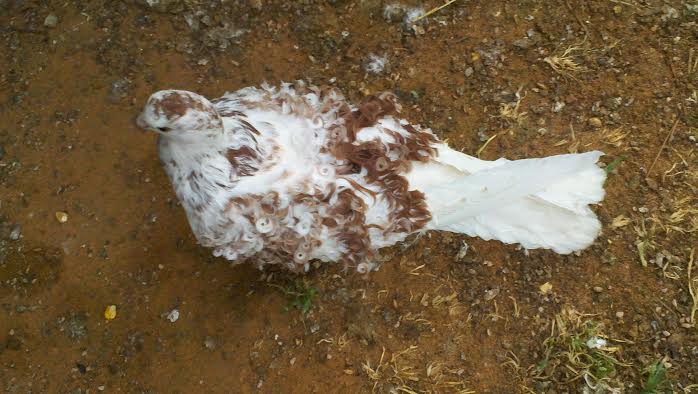 Red Grizzle 2014 unsexed bird for sale $25.00