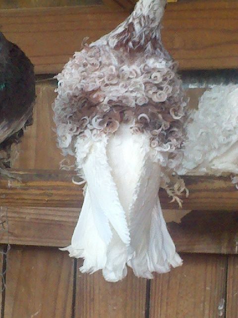 Red grizzle cock
