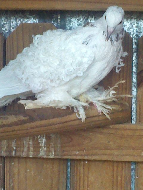Red grizzle hen