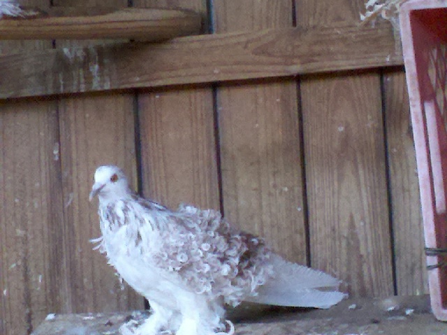 Red grizzle hen