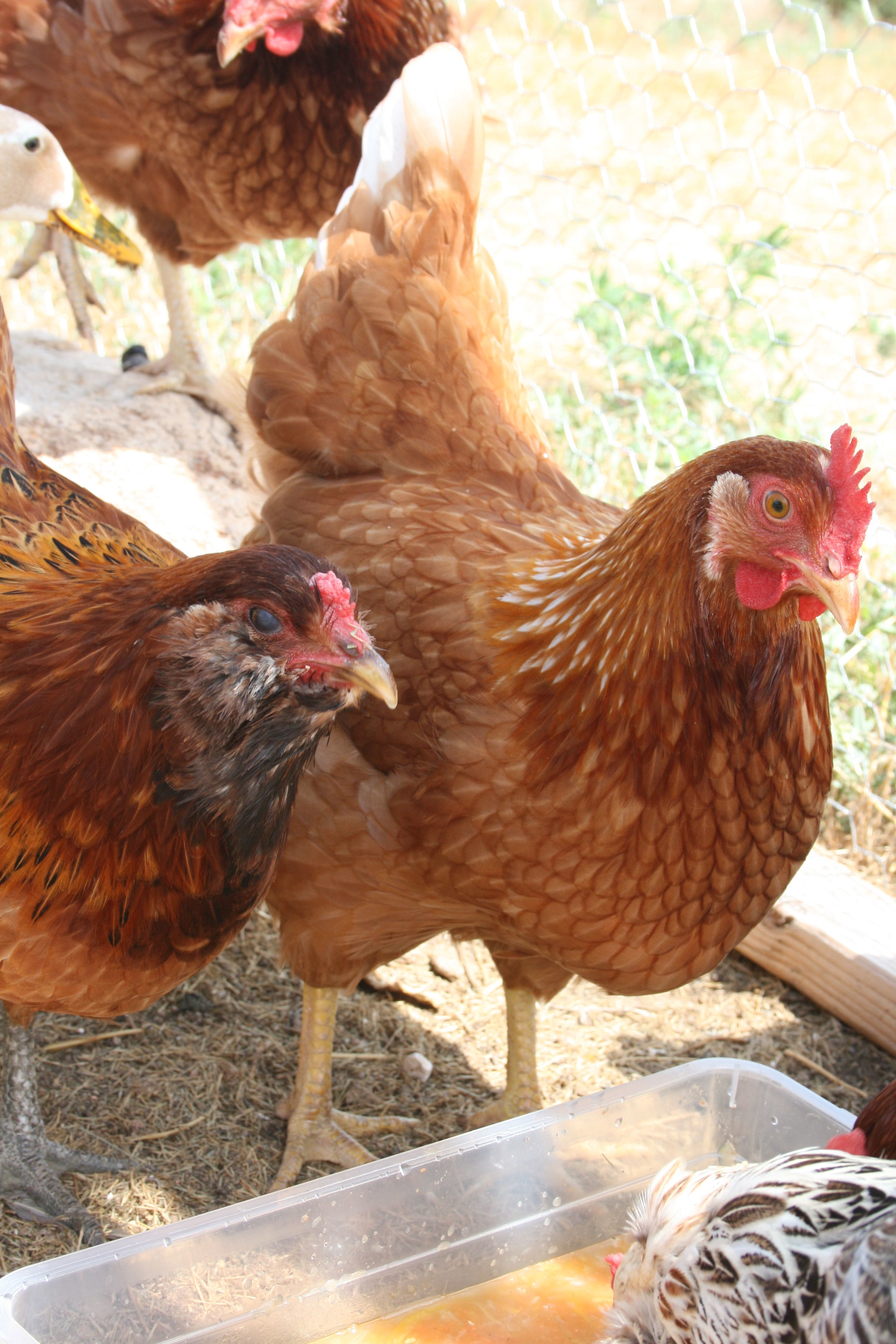 Red Ham and her sister  who we have yet to name. They love their vegetable soup!!