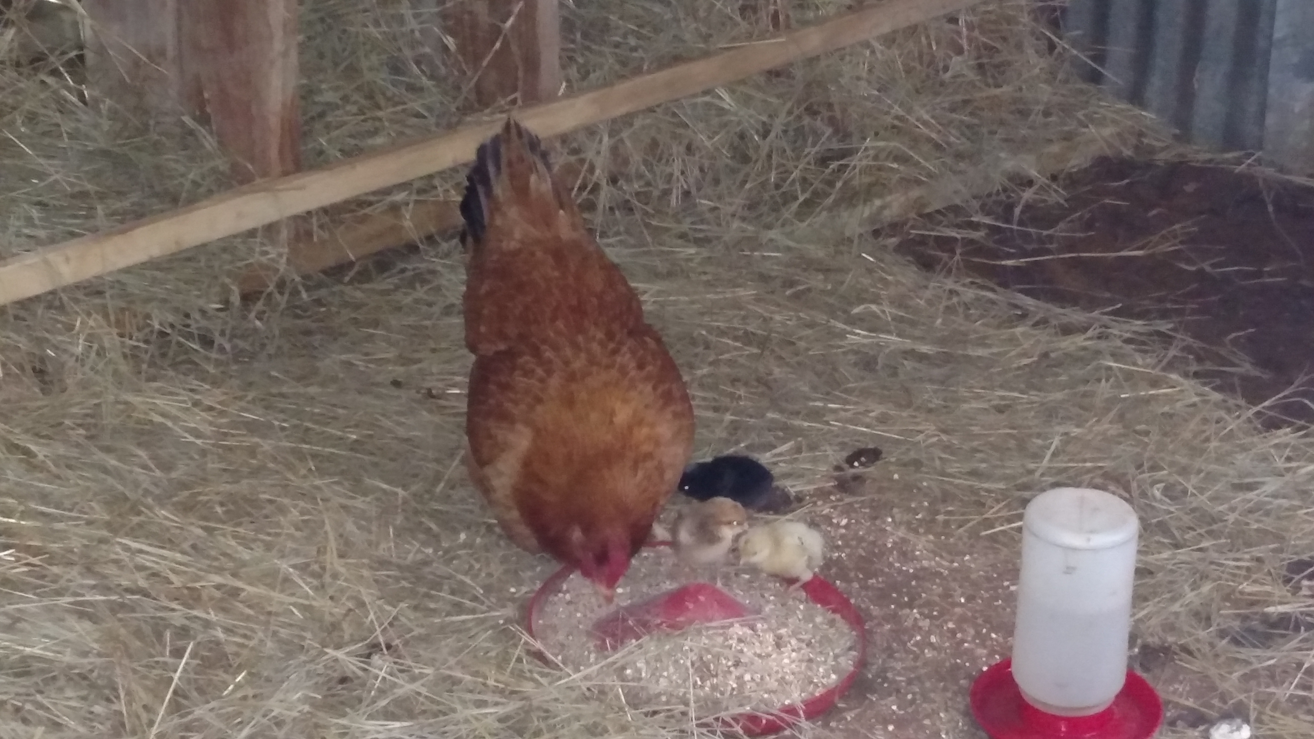 Red hen hatched out 3.  Black hen hatched 8 & 1 is already missing.  Red hen's are about 10 days old. And black hen's are about 3 days old.  Will post better pics of chicks soon.