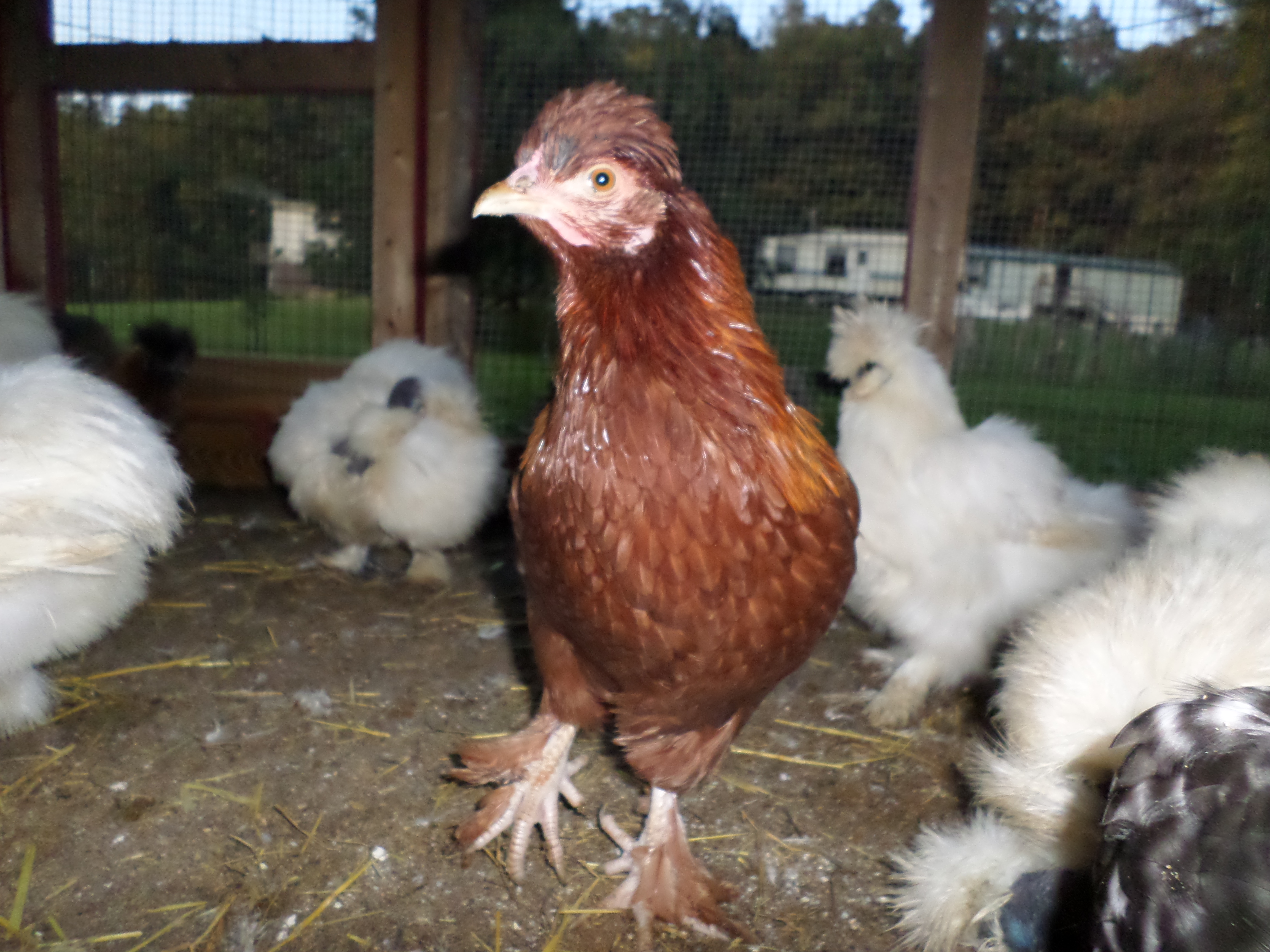 Red hen