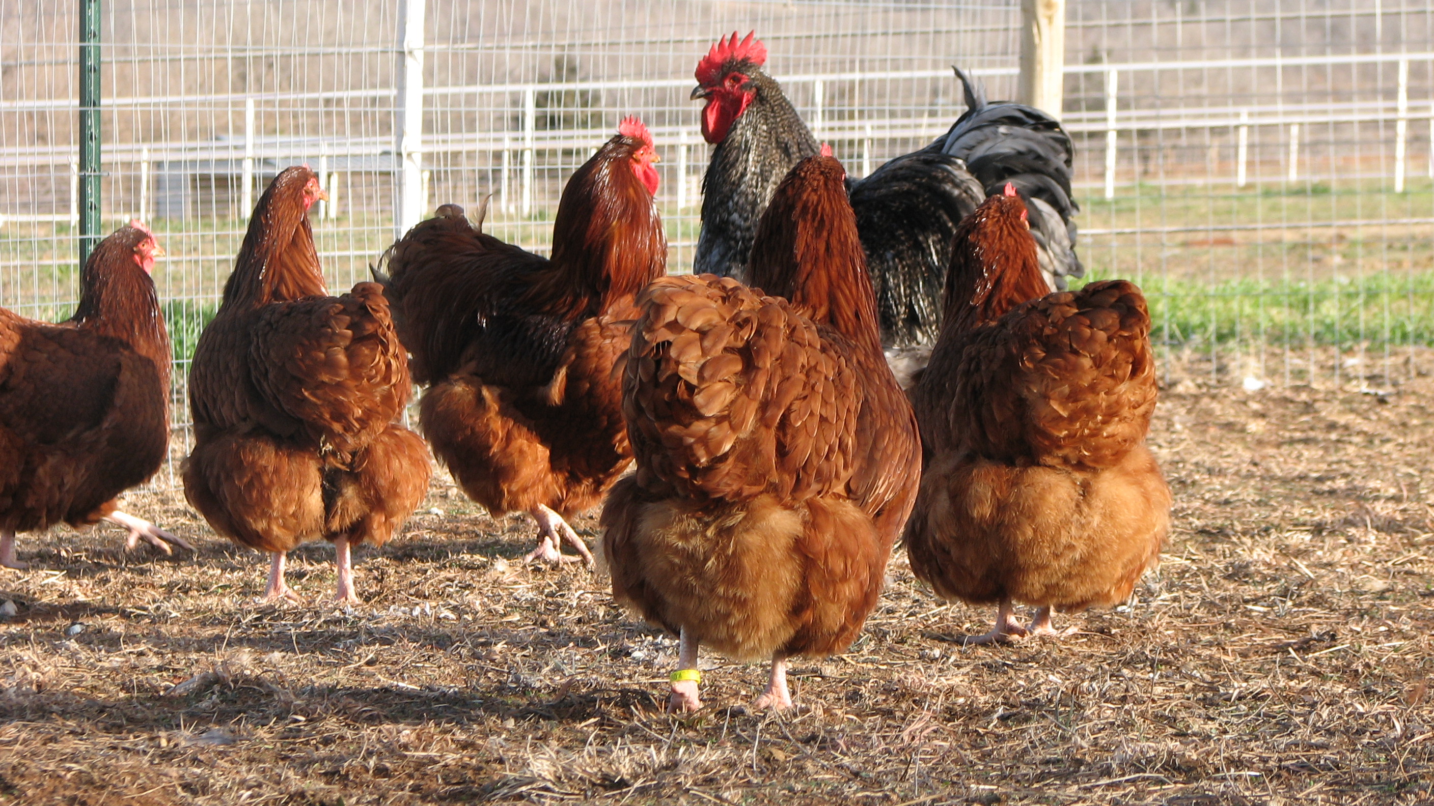 Red hens and rooster with cuckoo rooster