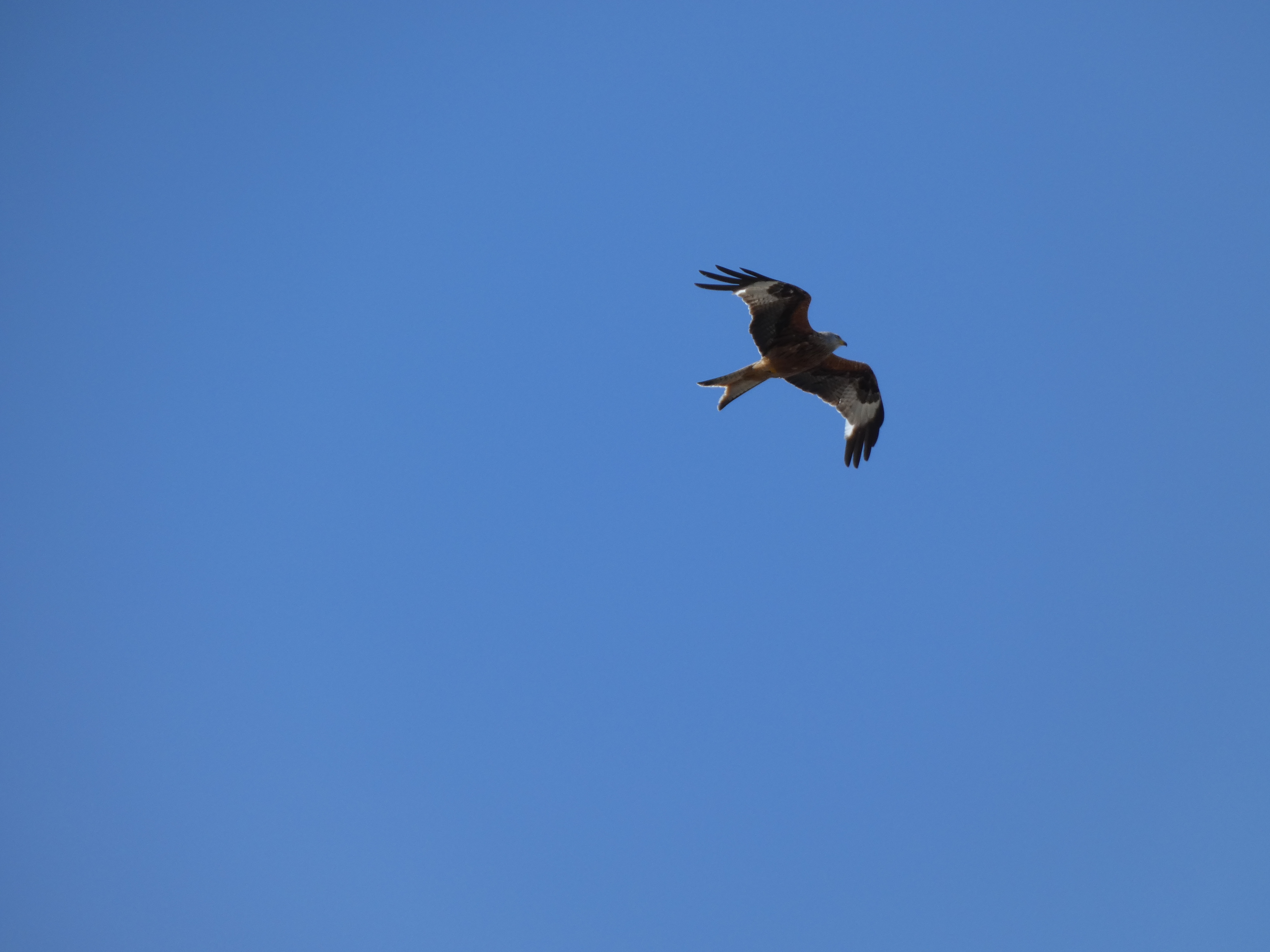 Red Kite