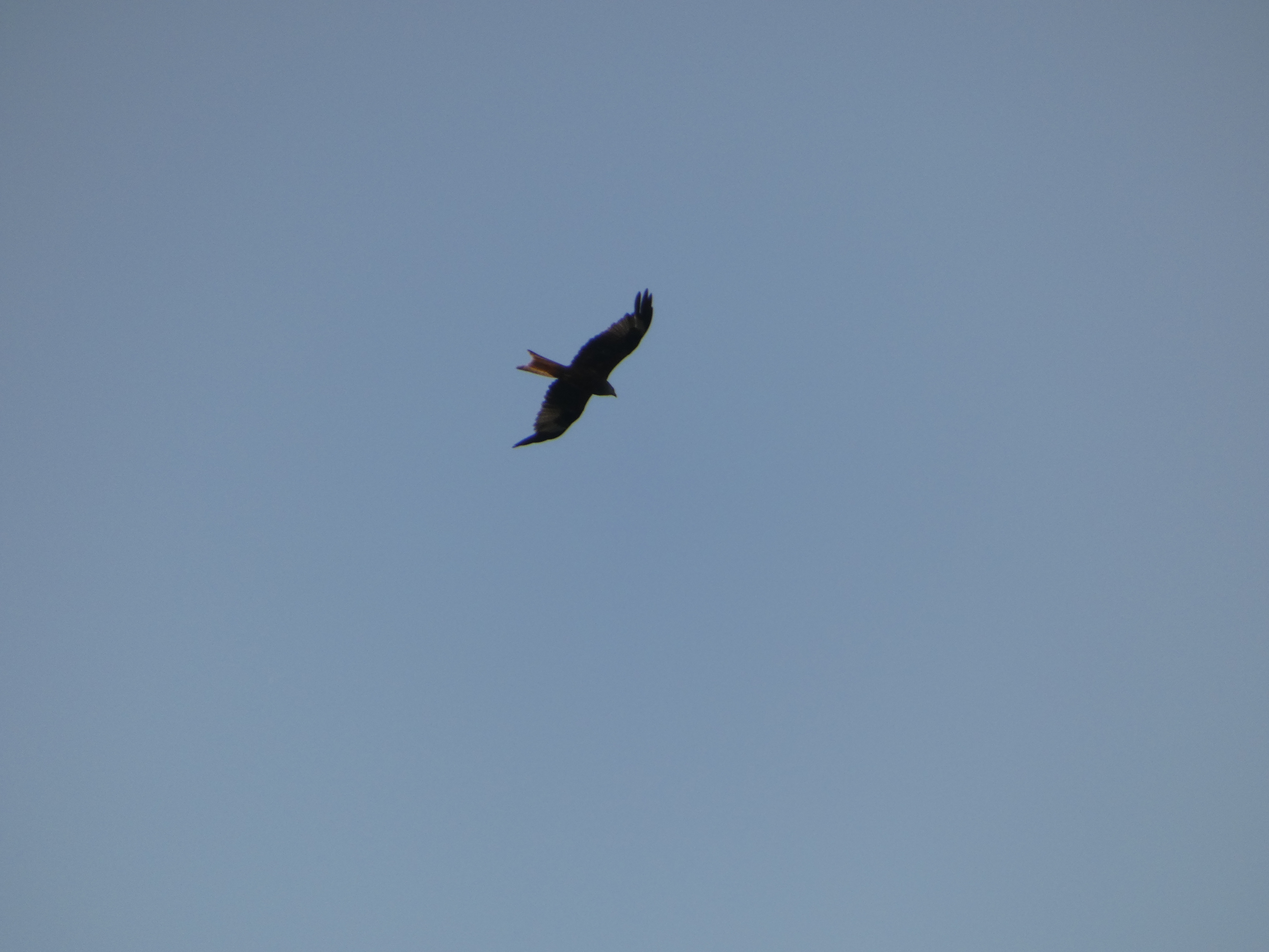 Red kite