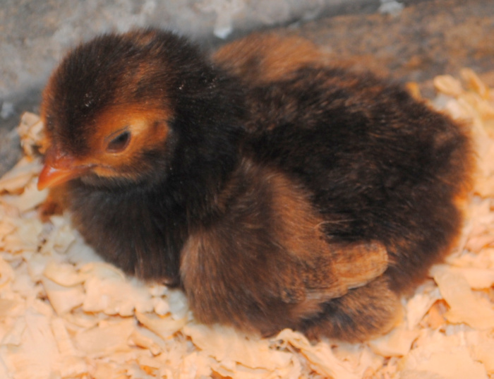 Red Laced Polish chick (LF)