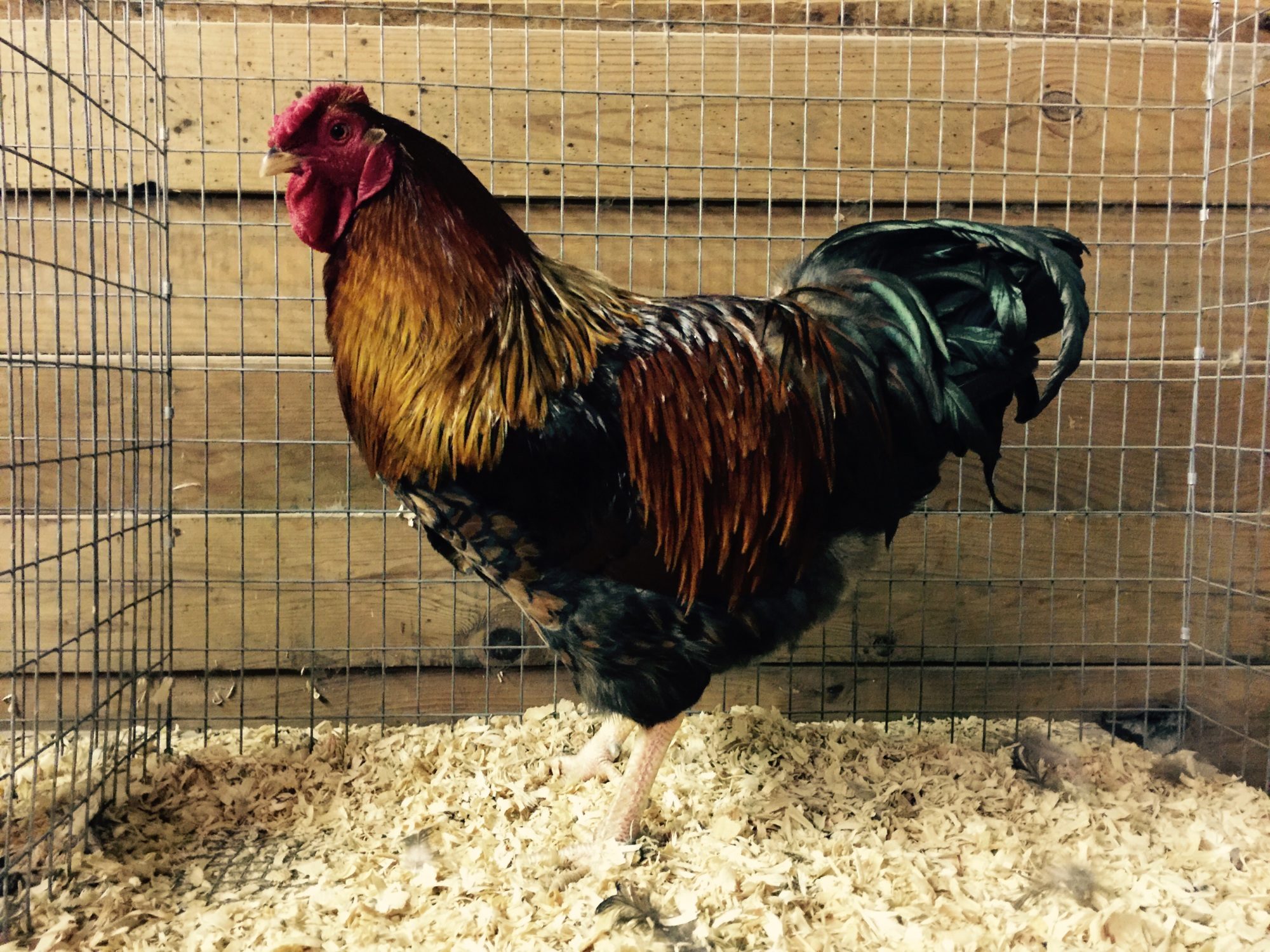 Red Laced Wyandotte cockerel.