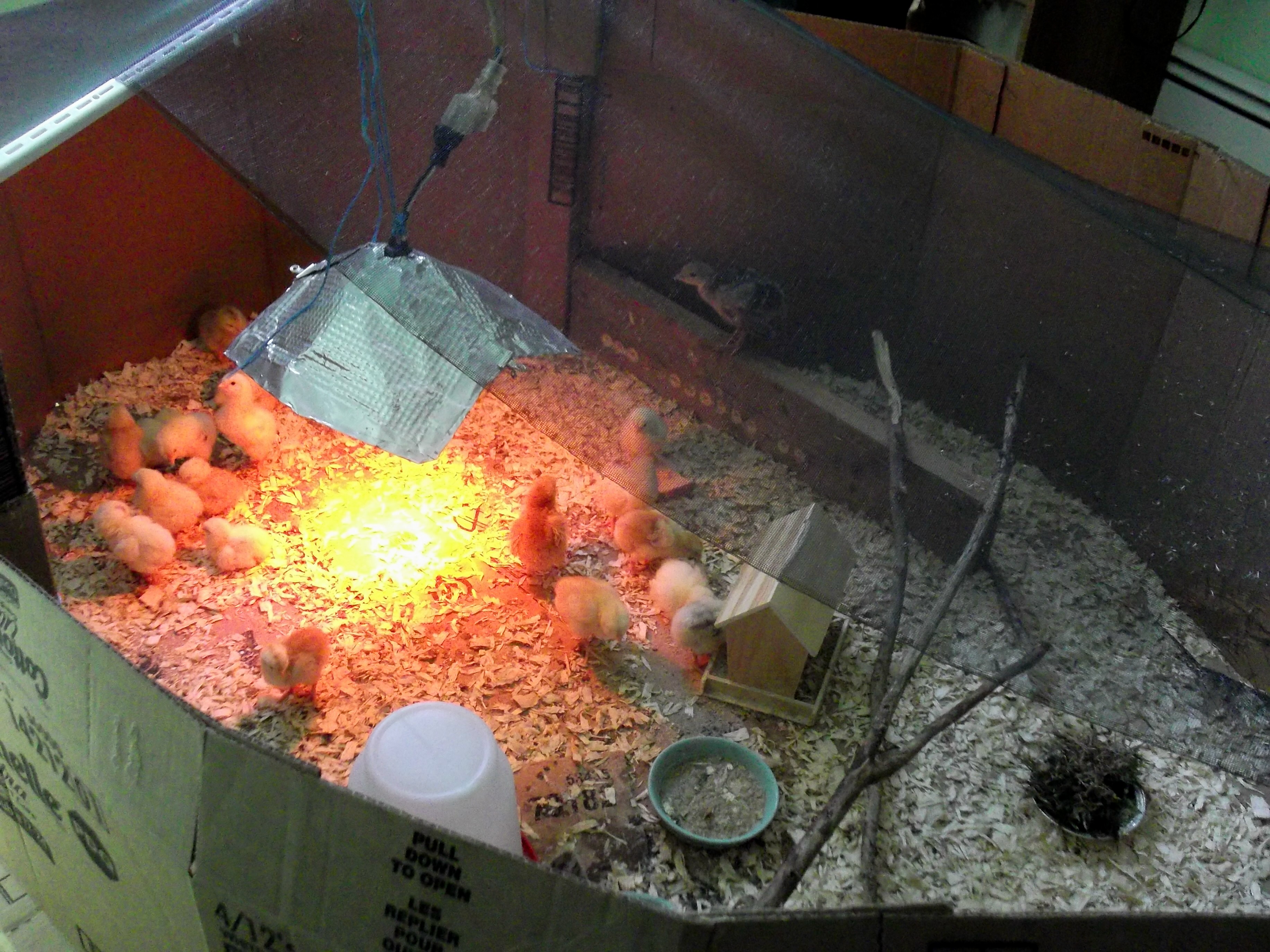 Red lamp give 120F in center and 98 to 95F on the outside. The chicks