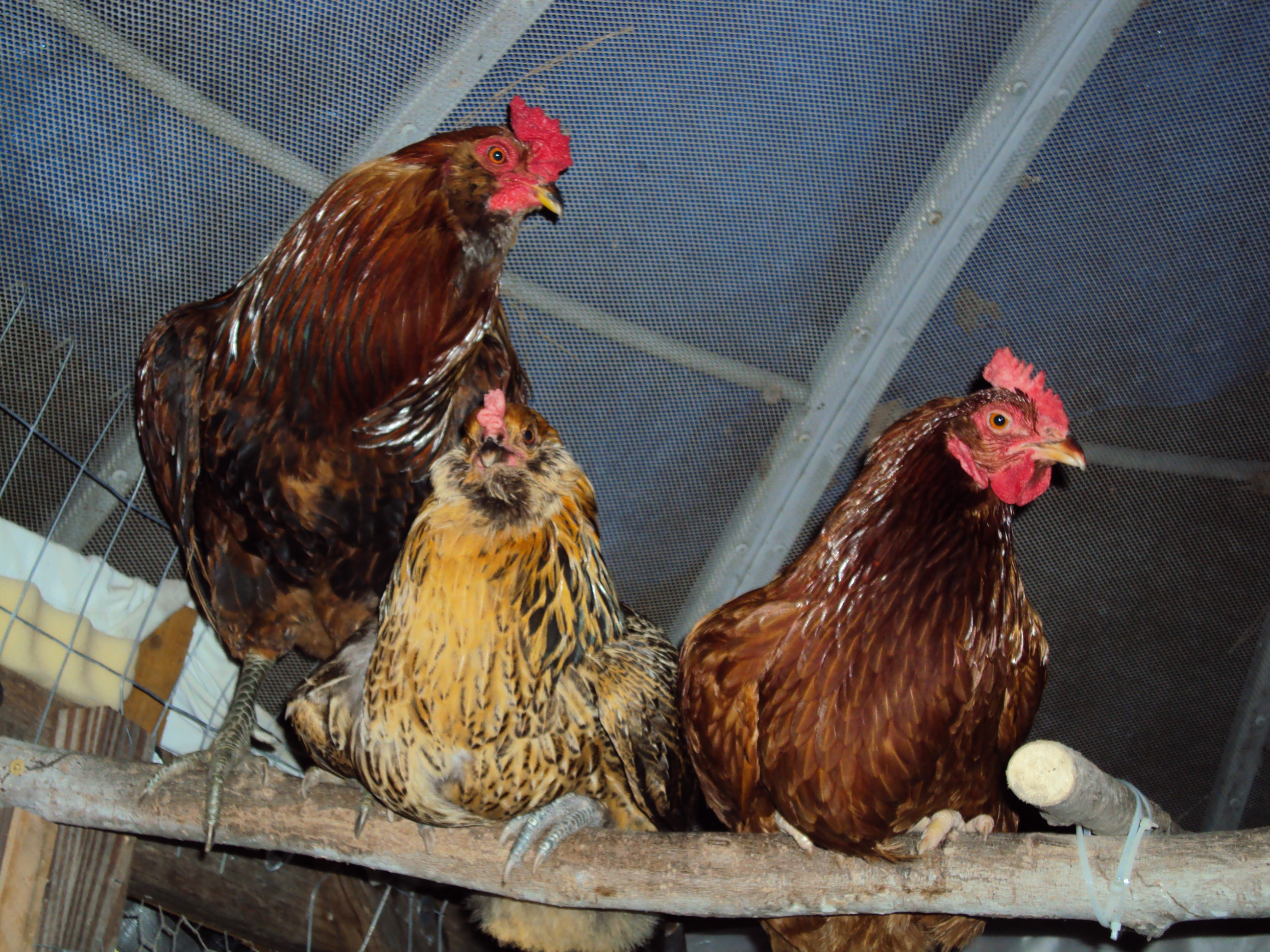 Red, Lisa and Ruby - getting ready for bed.