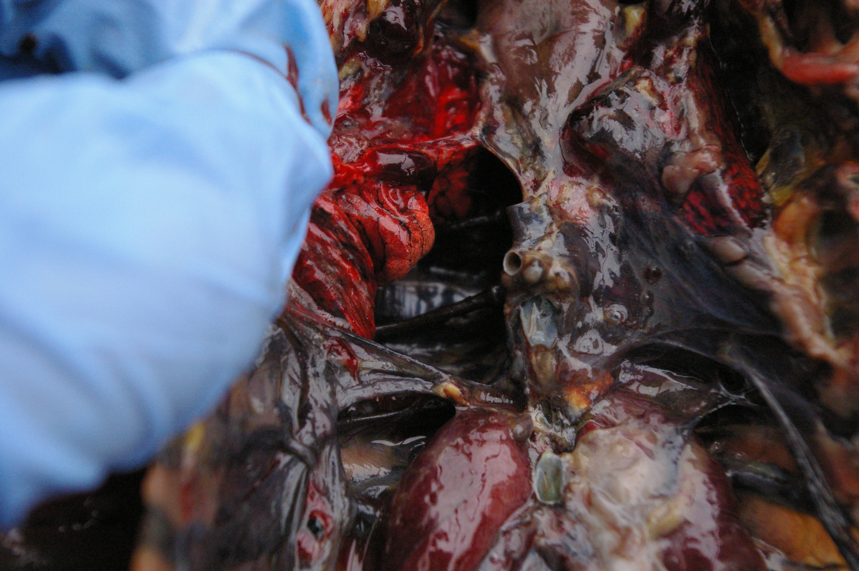 Red lung tissue. It's shaped around the ribs you see underneath it.
Red tissue at the bottom of the photo is Kidney tissue. They sit alongside the spinal column.
These seem enlarged to me, but I'm not 100% sure on that.