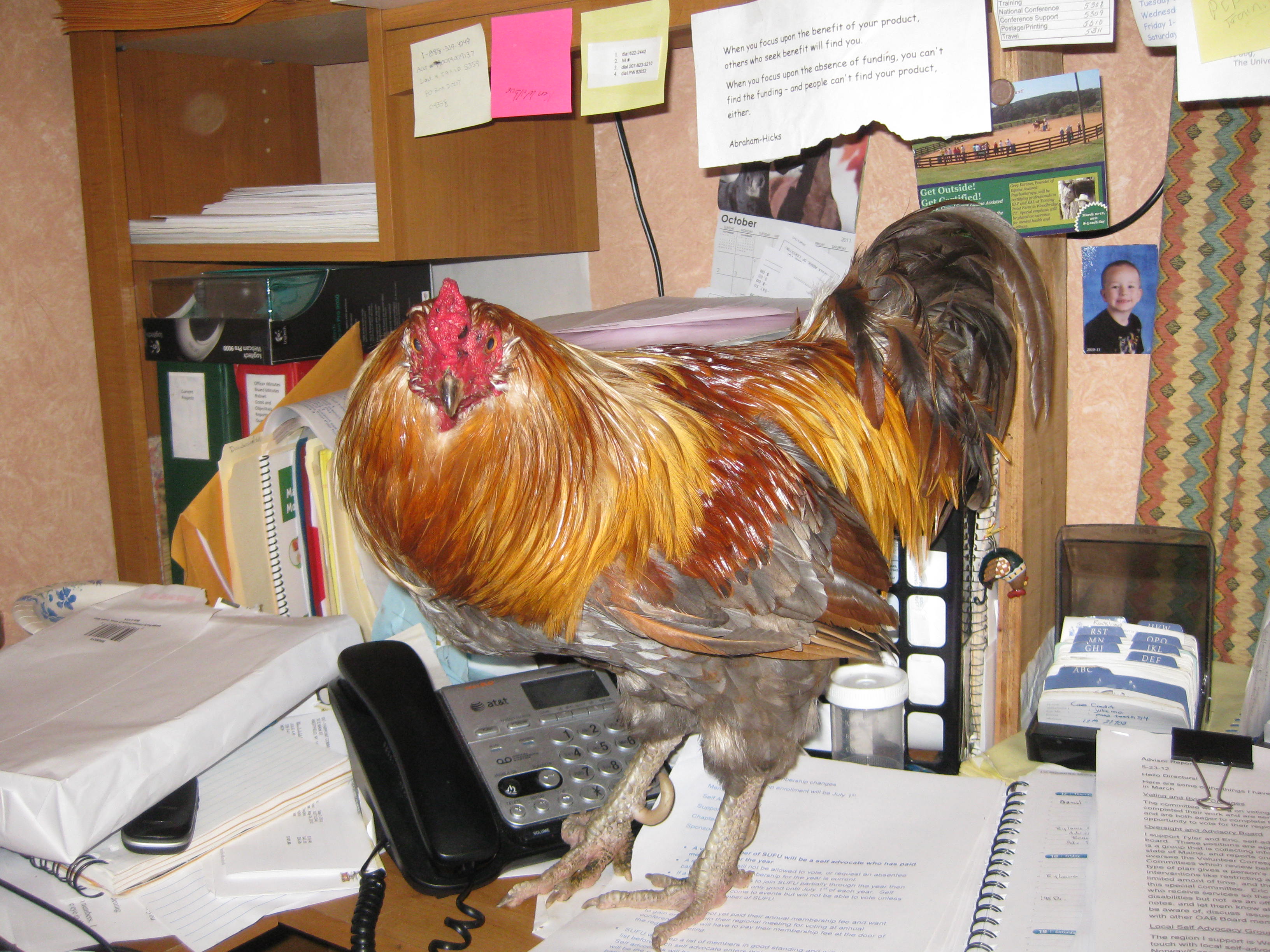 'Red' My new administrative assistant and Executive Bean Counter