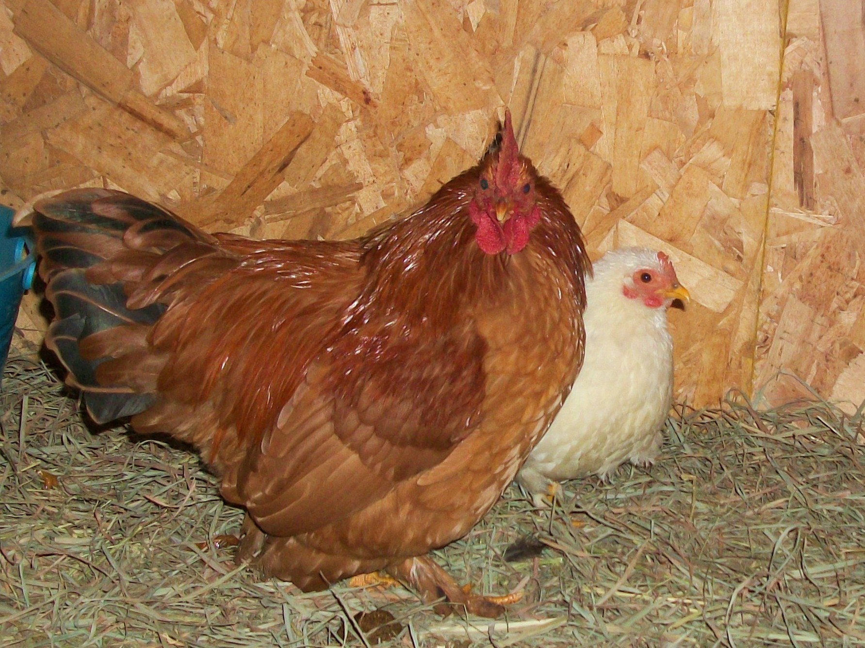 red on the first day i got him.