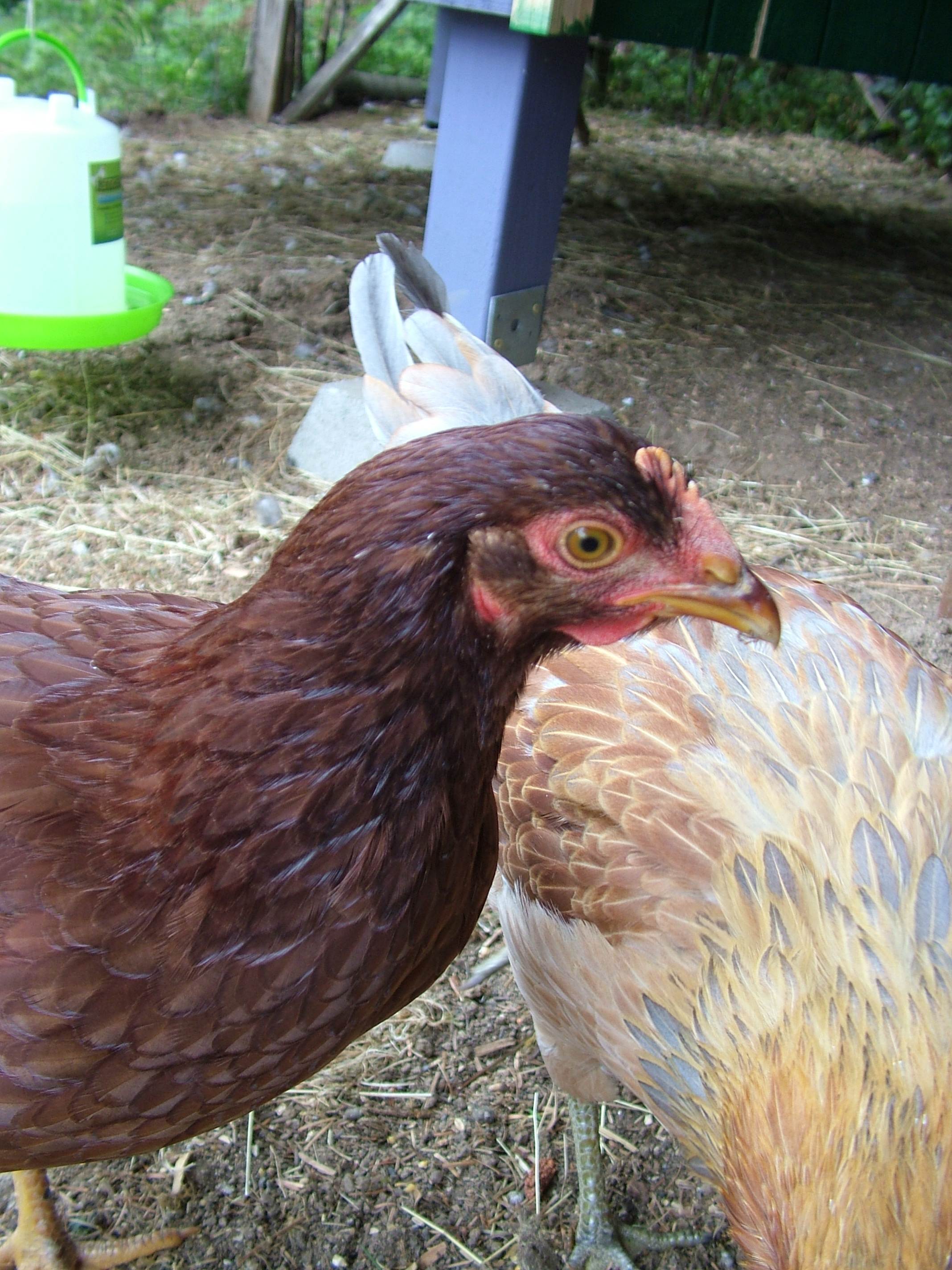 Red or Rhonda seems to be the top of the pecking order and by far the most curious. I think she may be a Heritage Rhode Island Red.