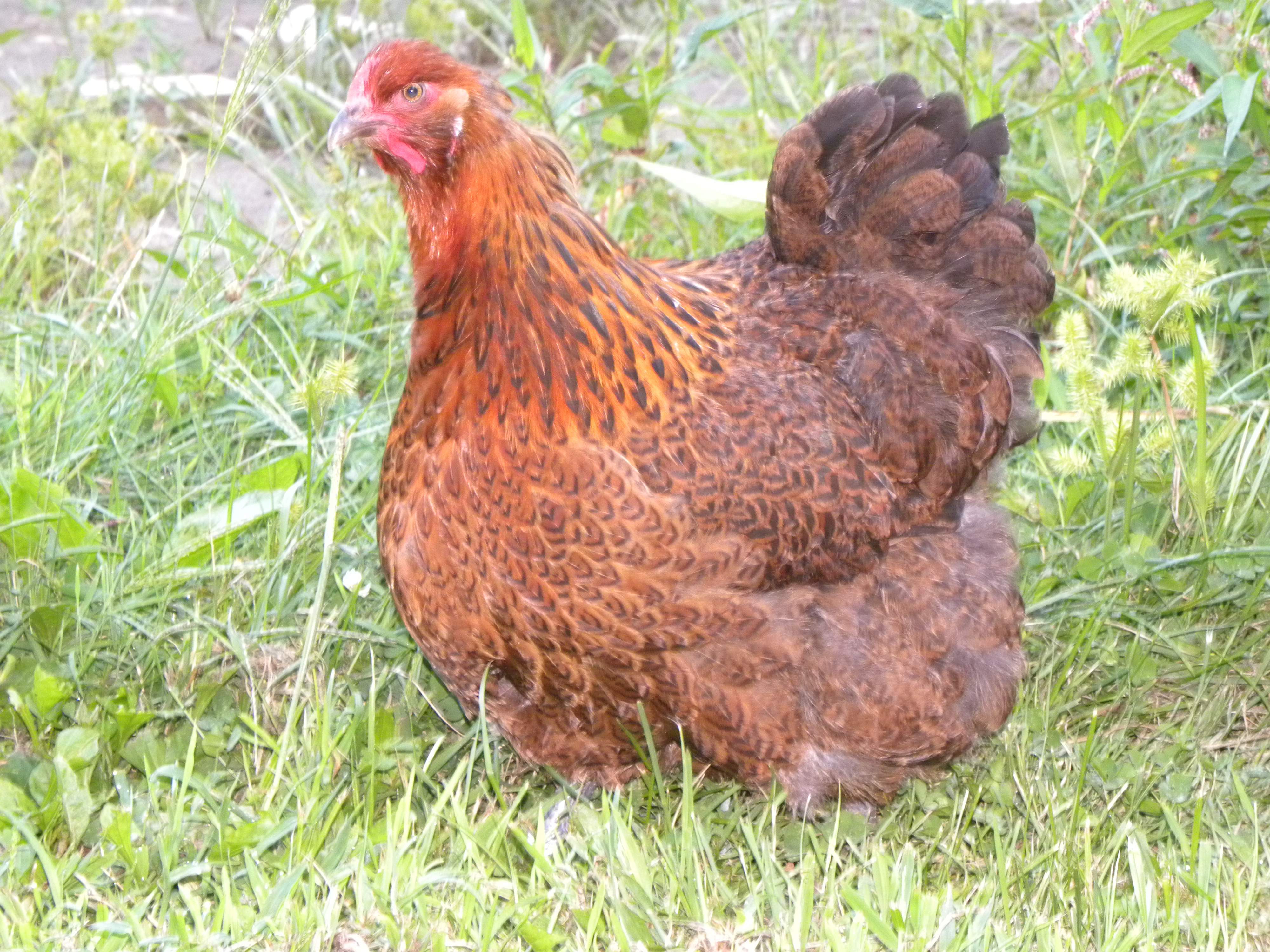 Red Partridge orp