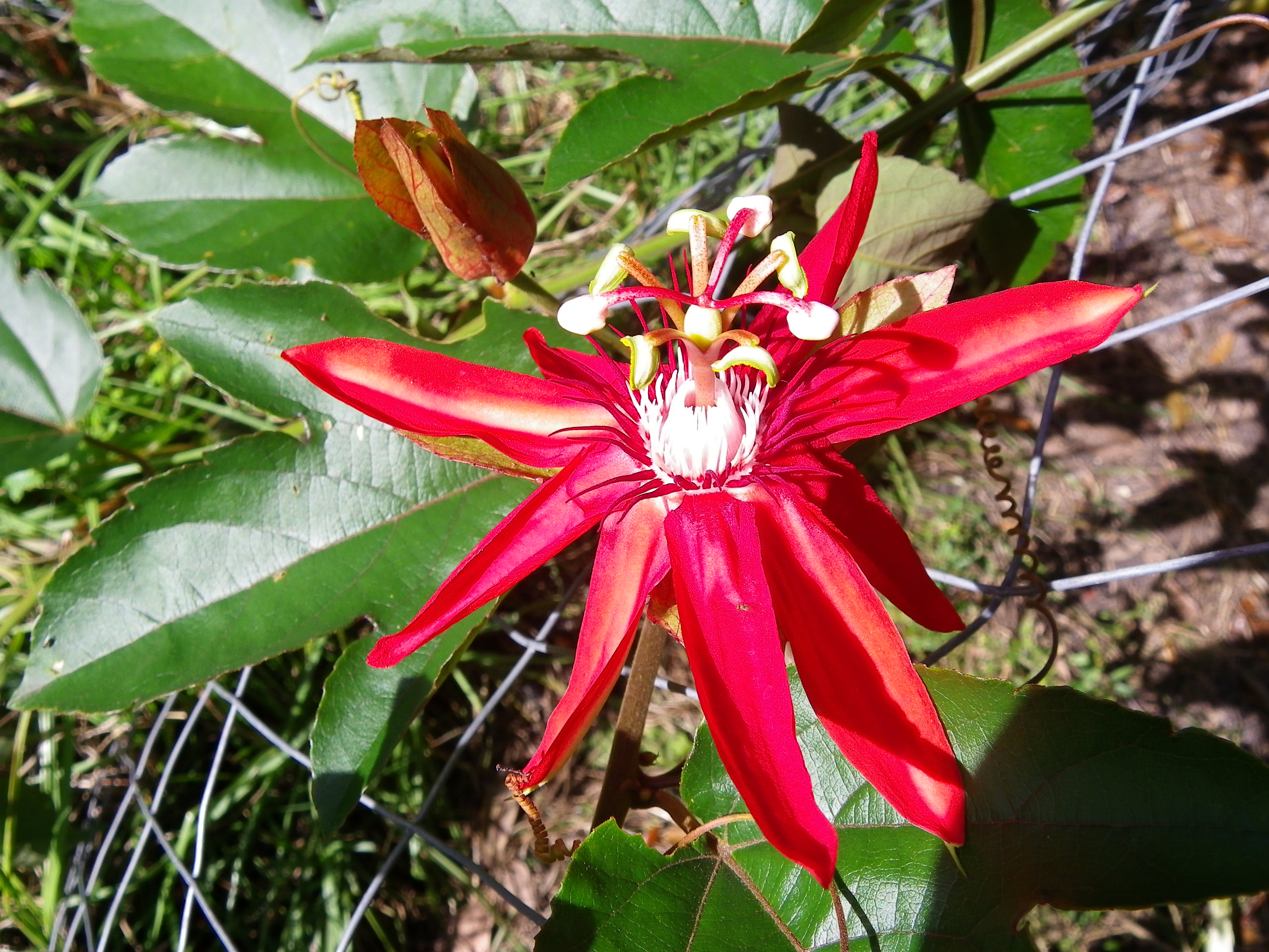 Red passiflora 'vitifolia'