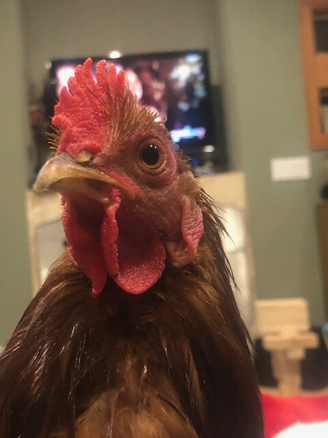 Red portrait