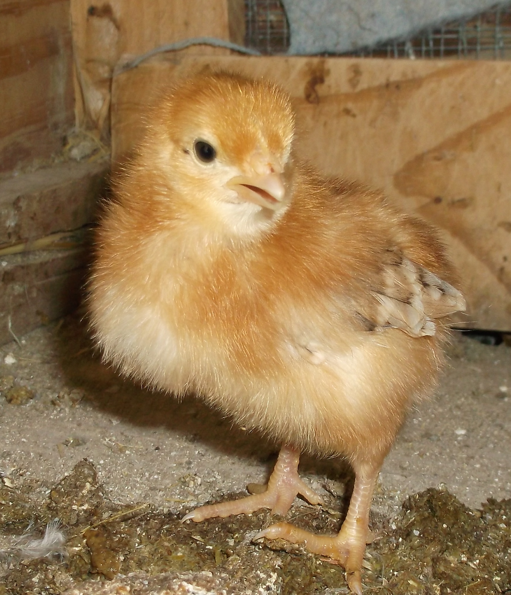 red pullet from TSC, 2014