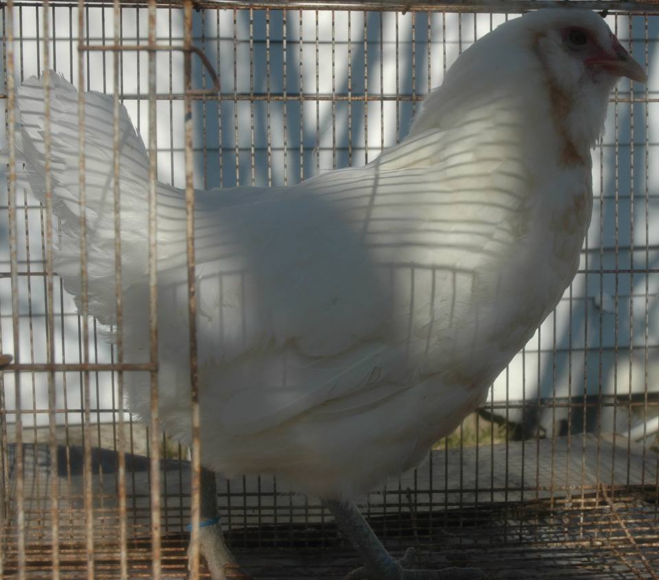 Red Pyle Am - Hen