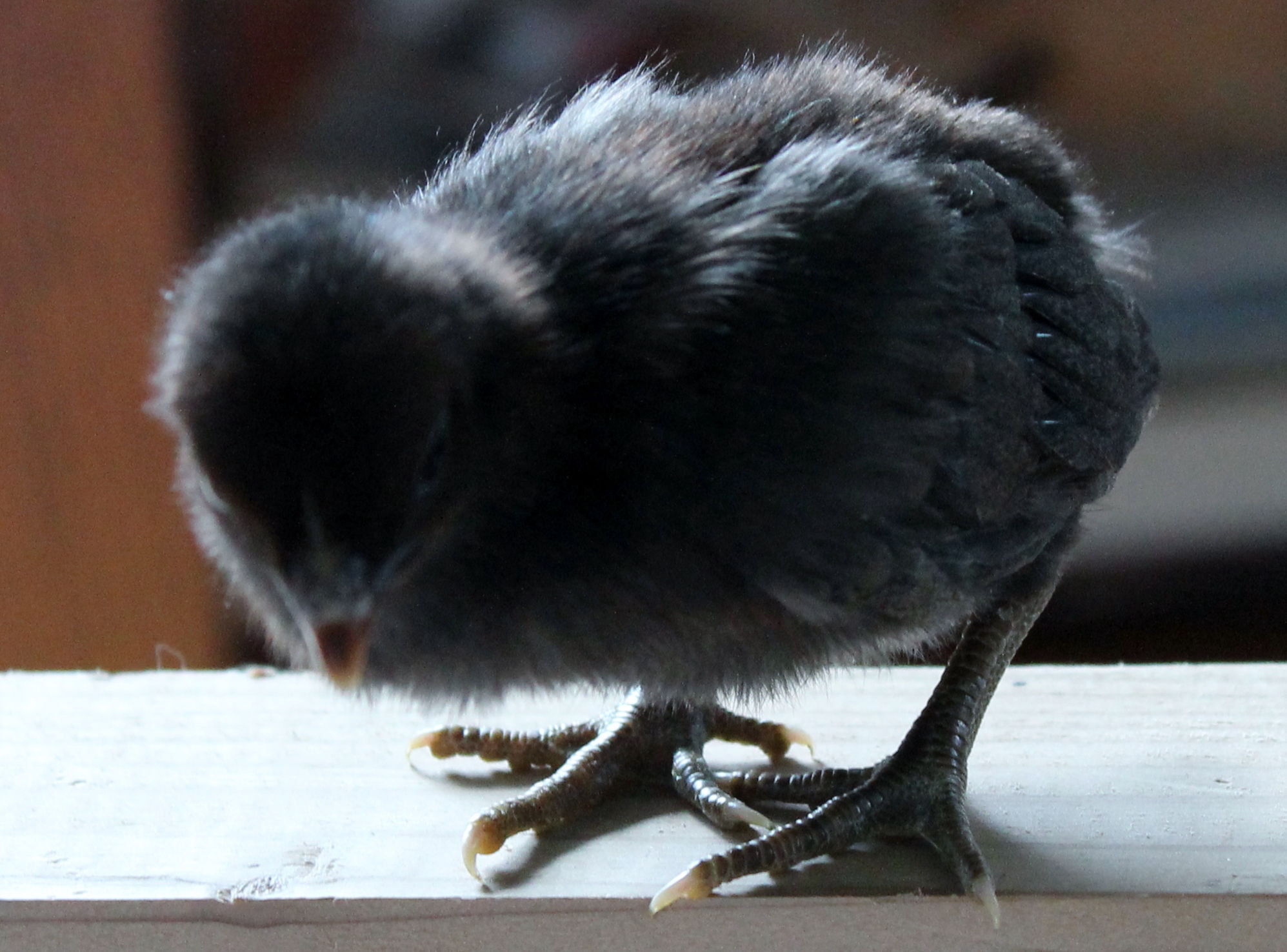 Red Quill chicks - you get three color phases from Red Quill chicks. This is the dark one.