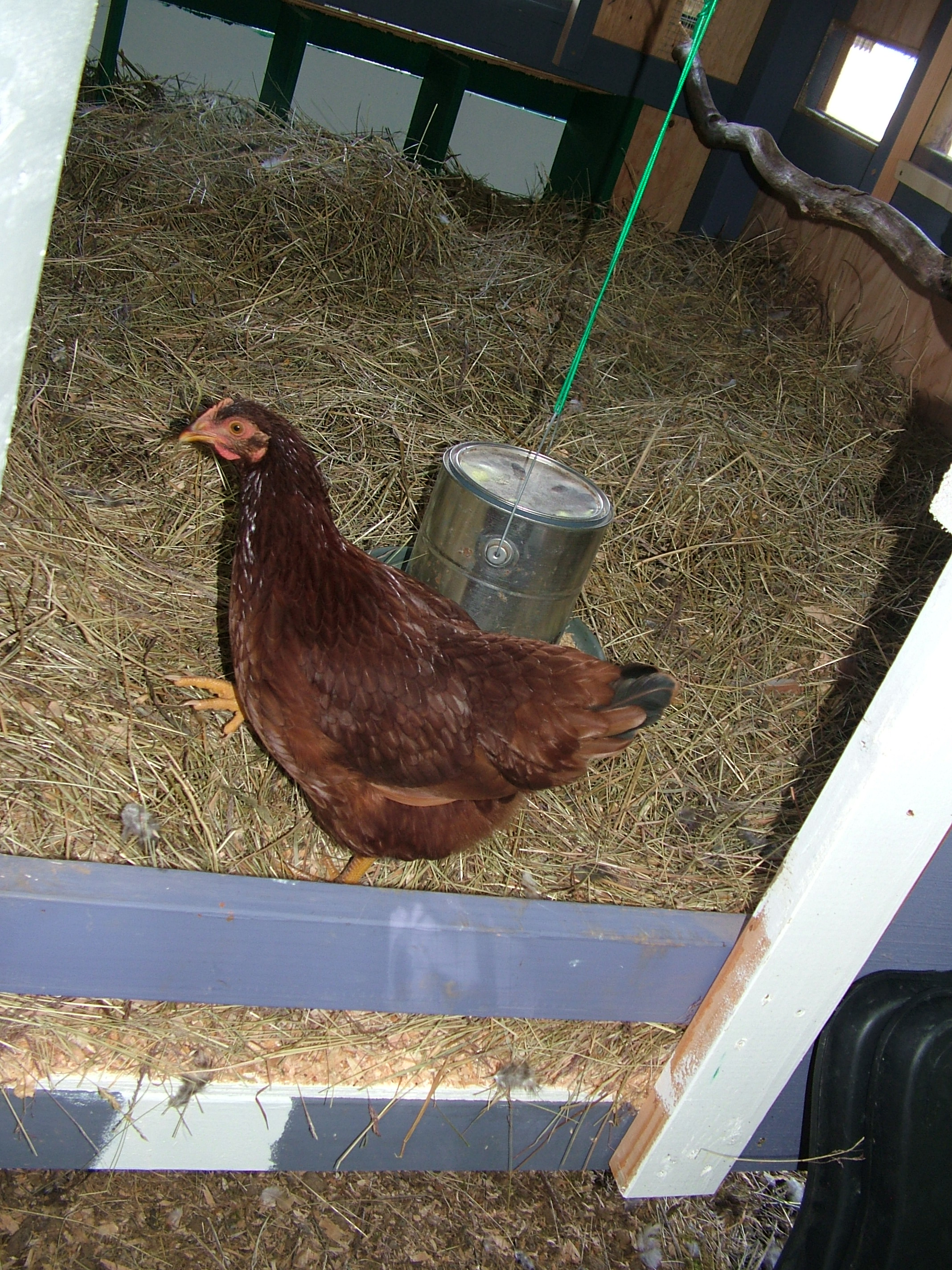 Red ran over as soon as I opened the back or forest side of the coop which is the one I use to change out the water and mess with their food, as well as poop trays.
