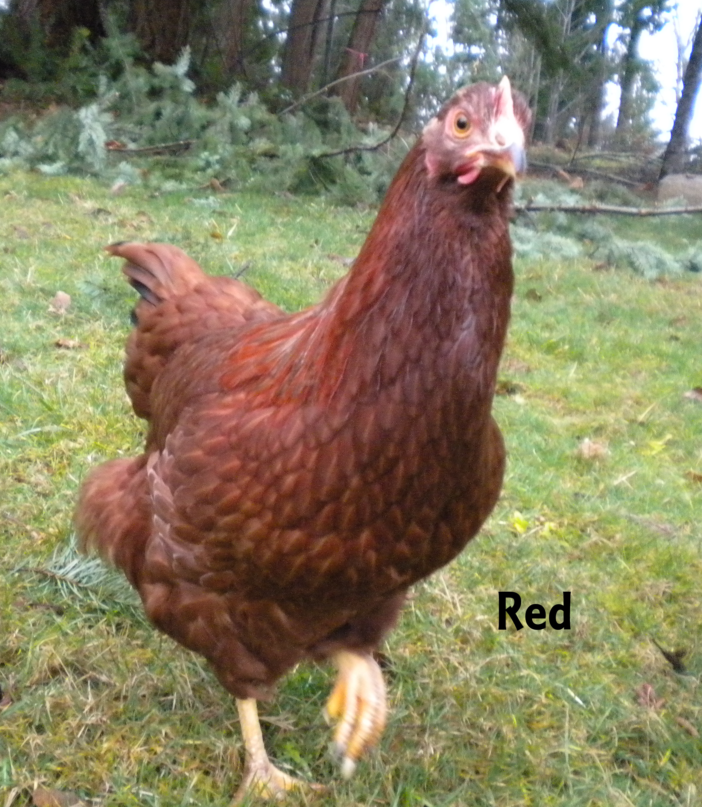Red - Rhode Island Red - at about 6 months old

Red is the boss! Smart, cunning, brave. 
She sometimes comes when called, rarely "submits" to me (instead squats and tries to "crawl" away). 
The best layer! From day 1 she laid huge, beautiful, red/brown eggs consistently!
She is sweet, but if you make her mad... she will let you know it.
She will tolerate the neighbors' big dog (friendly as all get out) but will put him in his place with a peck on his nose if he gets too close.
