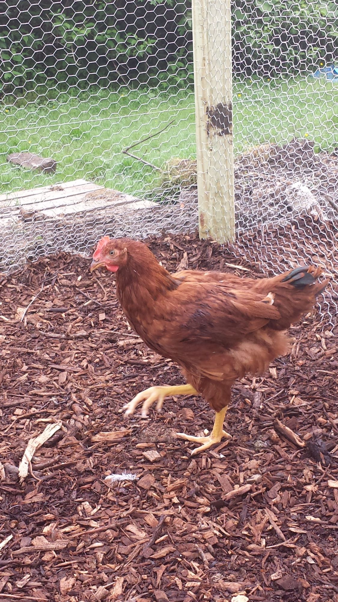 Red (rooster)
