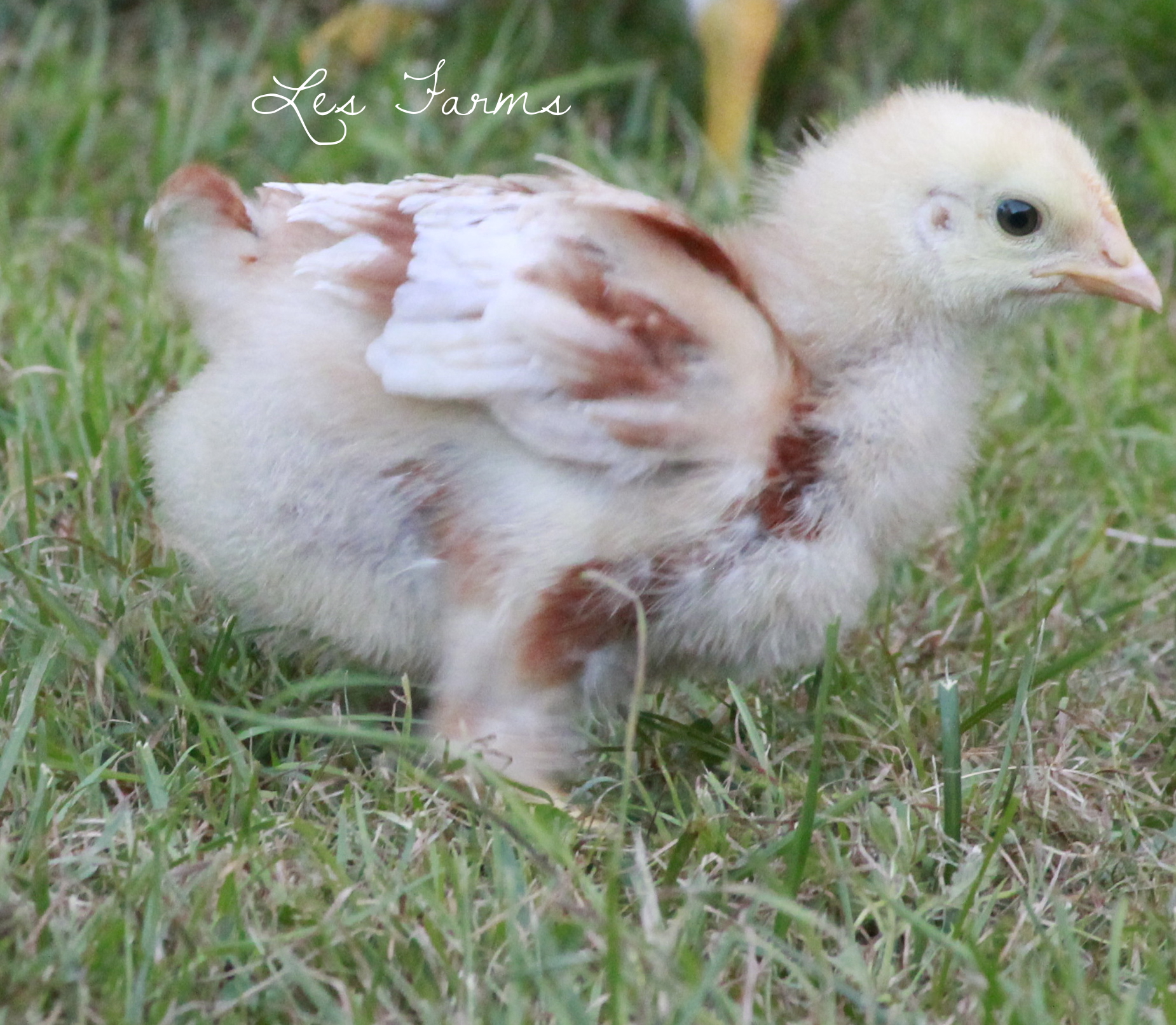 Red Sex Link - 3 weeks