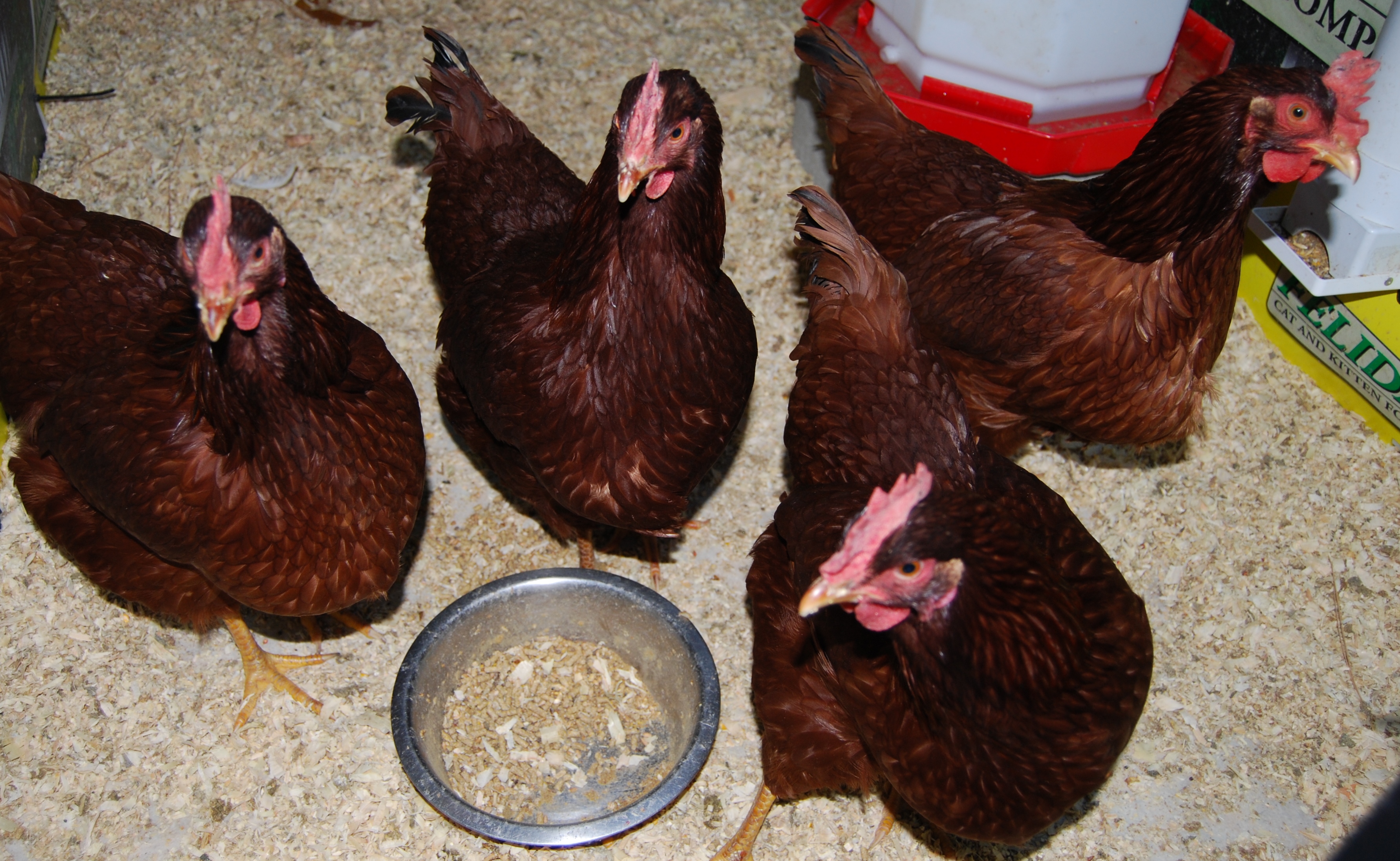 Red SexLinks. The bad girls. Great Layer but too aggressive to keep with the rest of the flock.