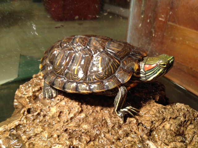 red slider