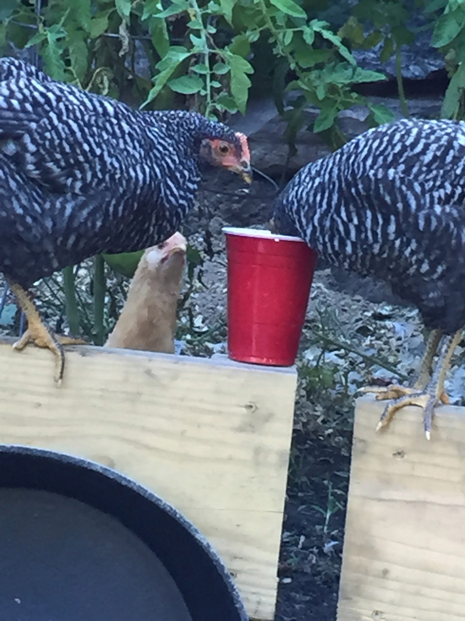 Red solo cups aplenty at this house...