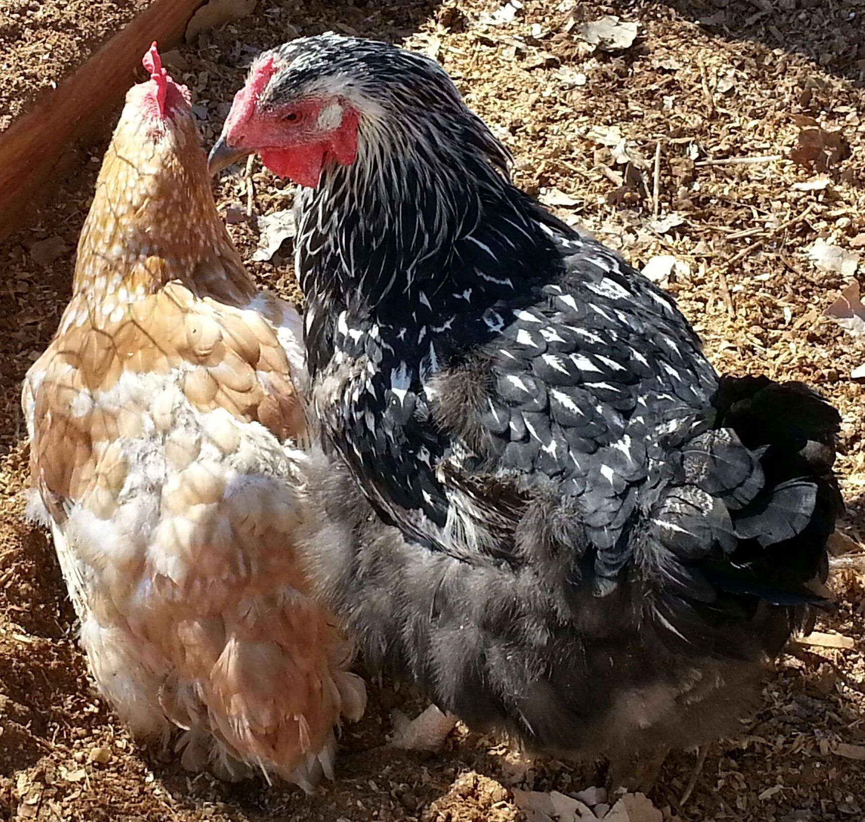 Red Star and Silver Laced Wyandotte