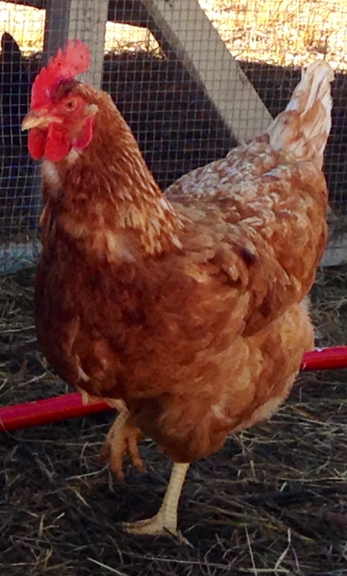 Red Star hen