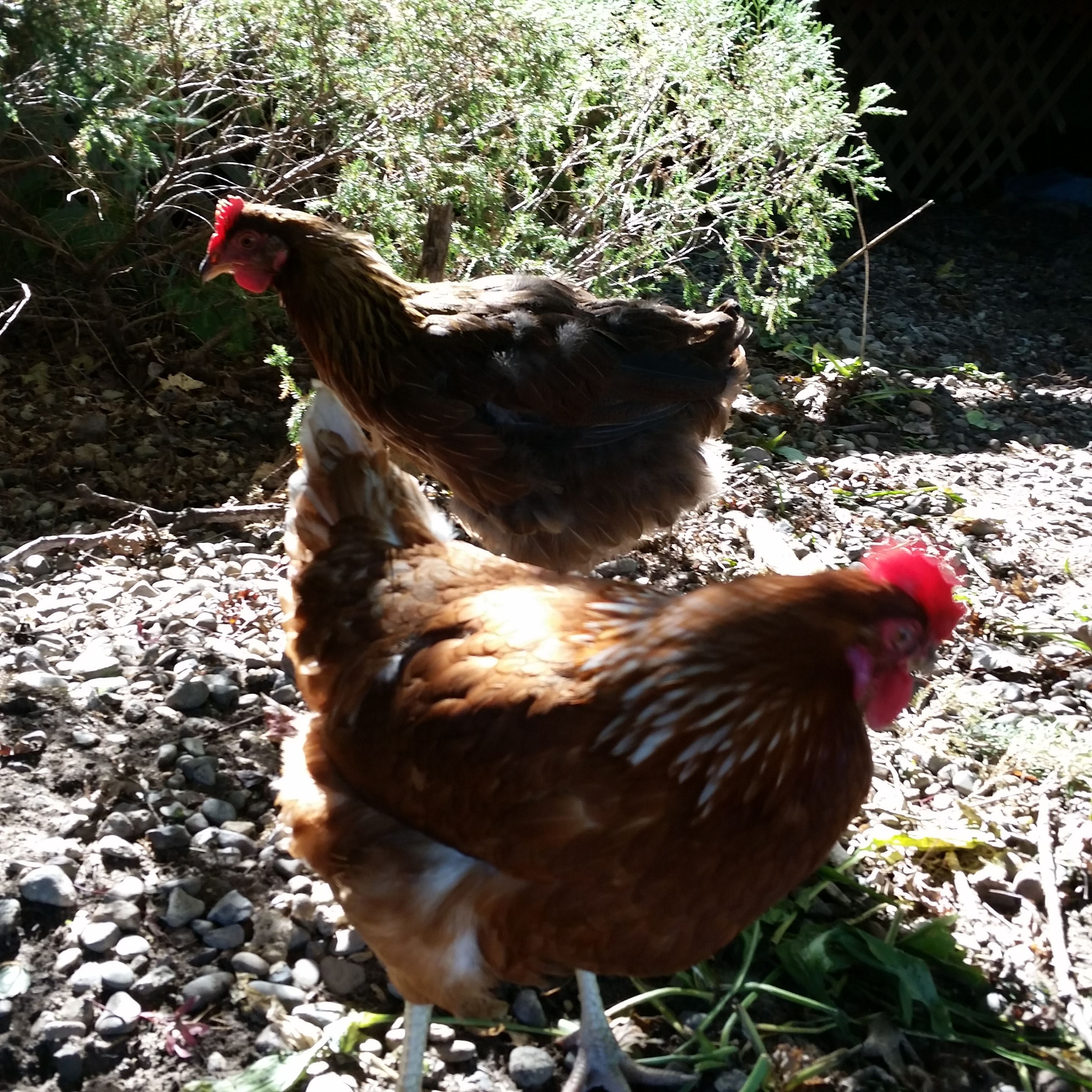 Red Star with one of my molting Welsummers.