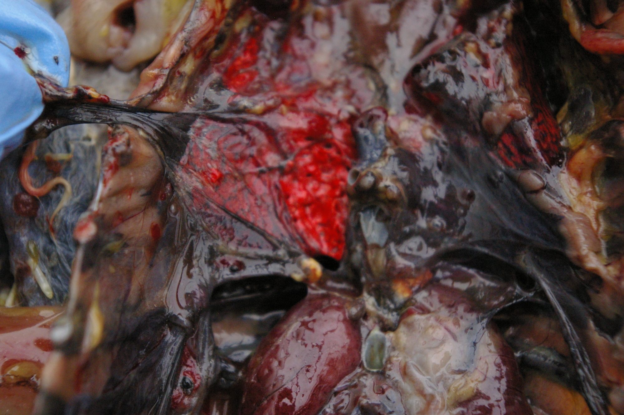 Red stuff is lung tissue
The dark red tissue at the bottom of photo is the kidney tissue
