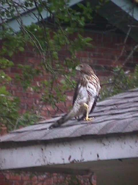 Red Tail Hawk