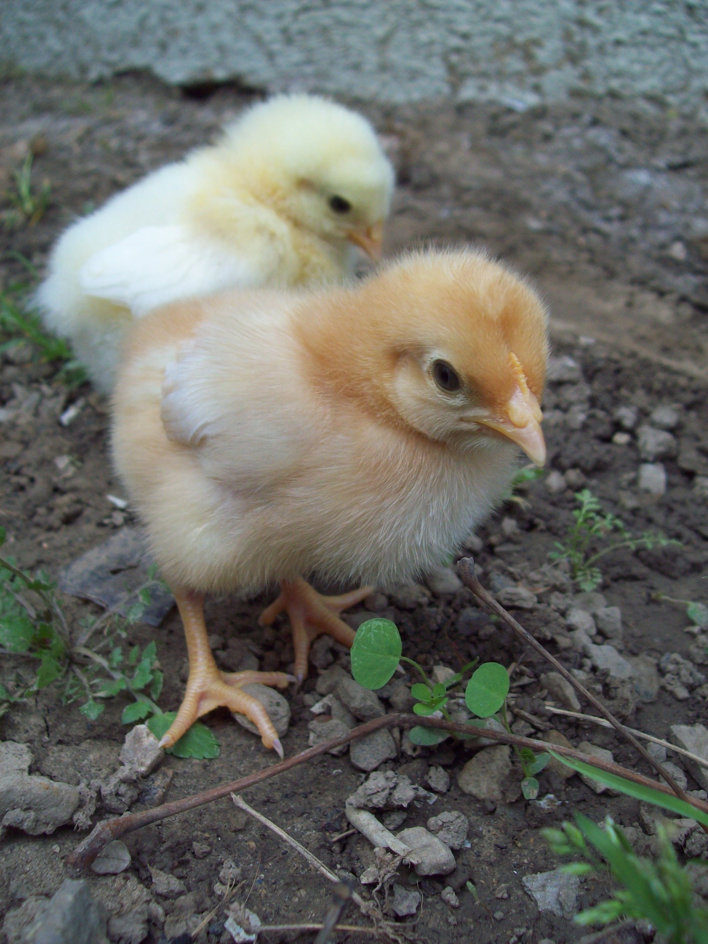 red/white pullets