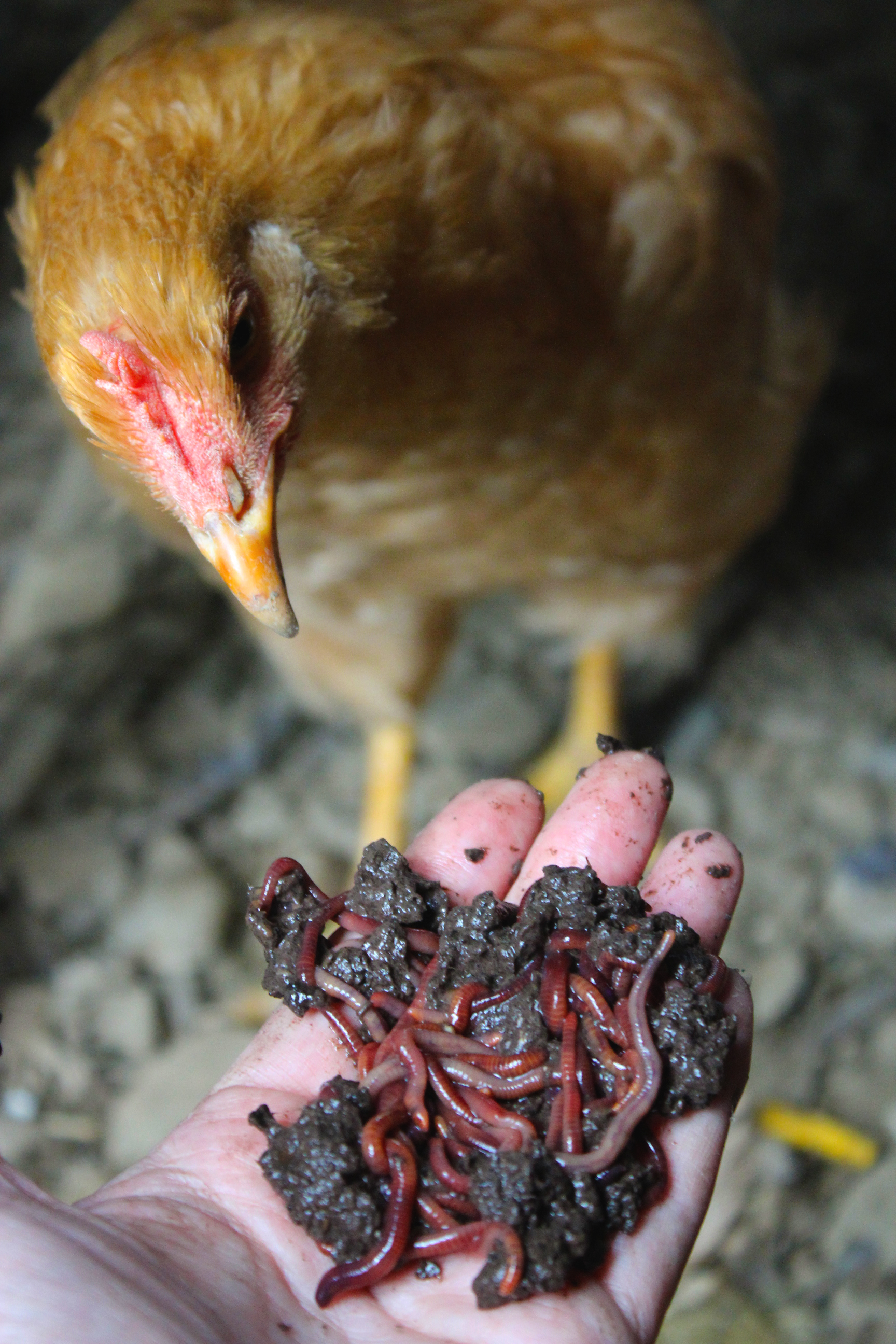 Red worms? Intrigued but not interested in eating them! Not one of the four girls!