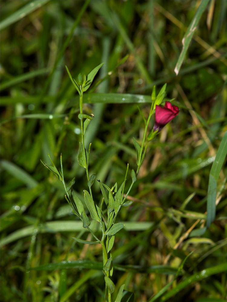 Red_flower_X8097074_08-09-2018-001